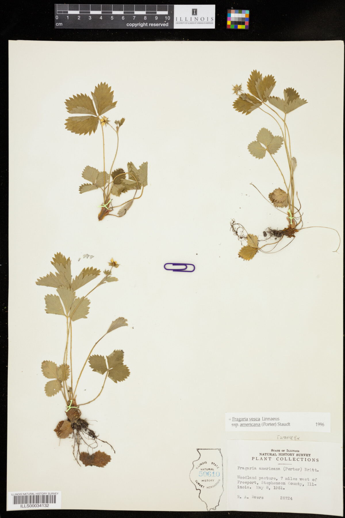 Fragaria vesca ssp. americana image