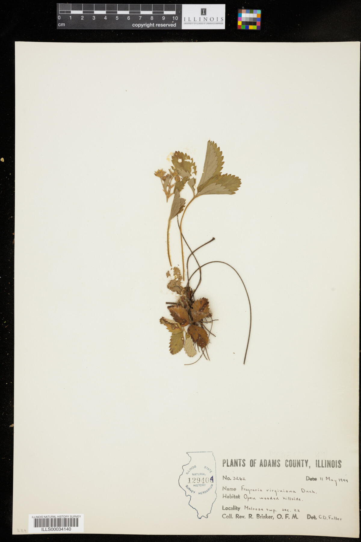 Fragaria virginiana image