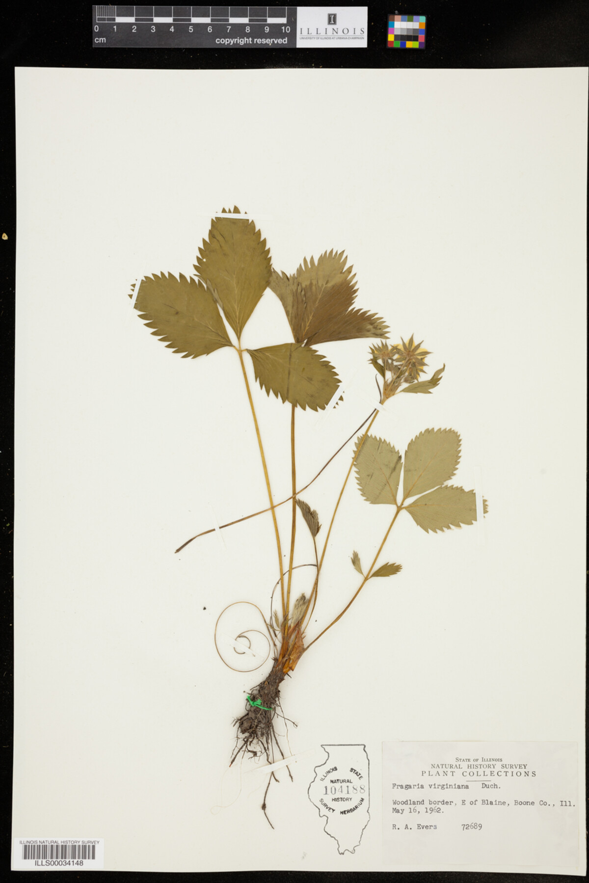 Fragaria image