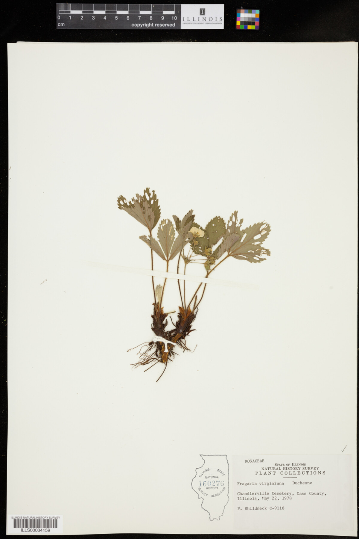 Fragaria virginiana image
