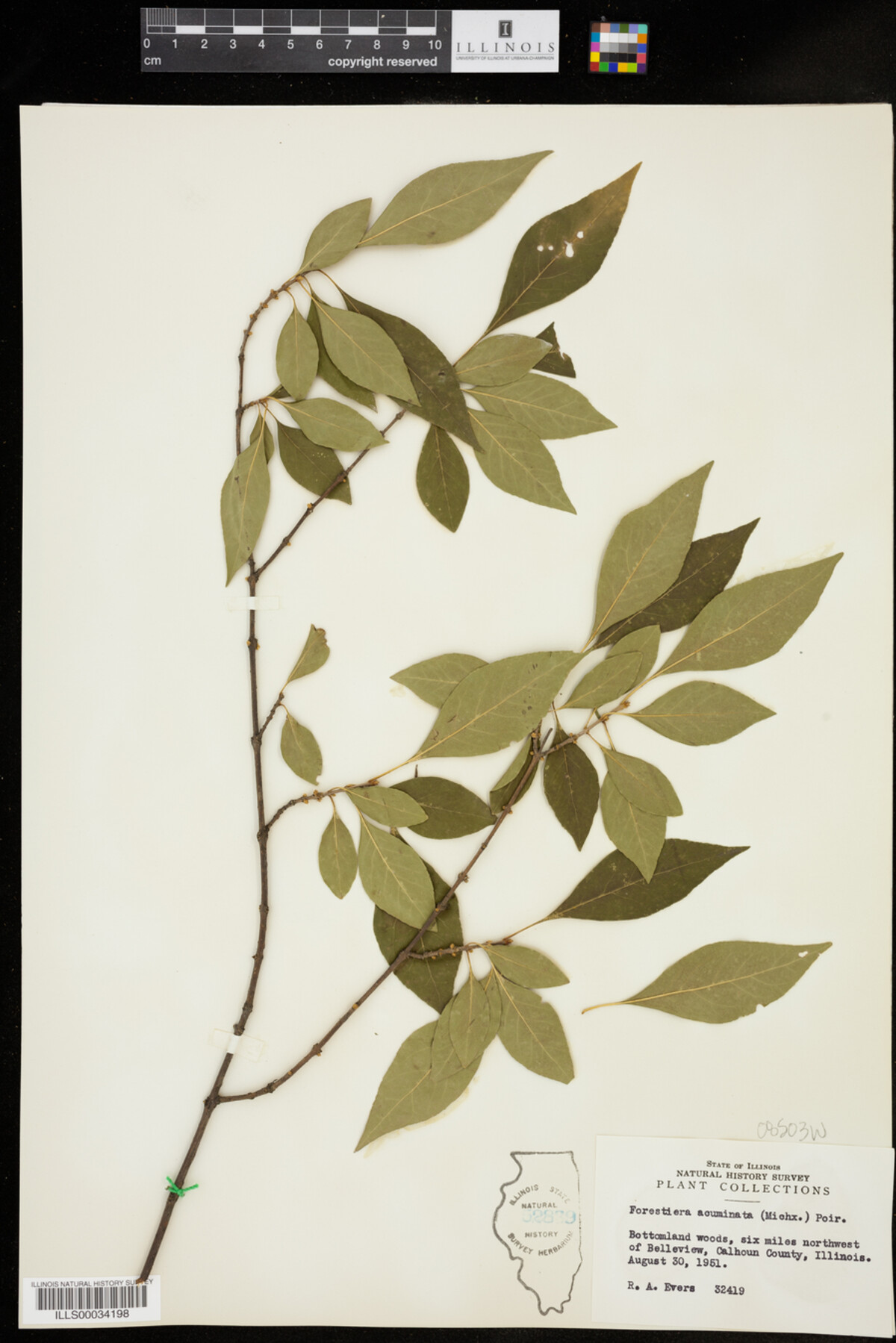 Forestiera acuminata image