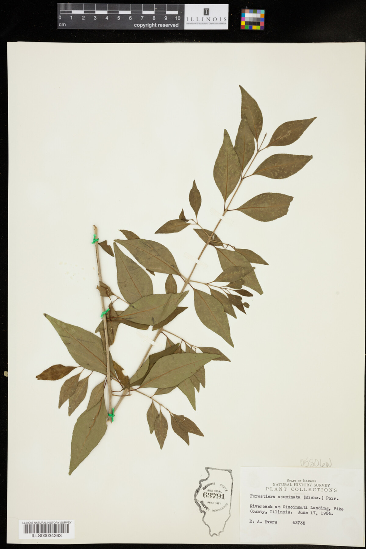 Oleaceae image