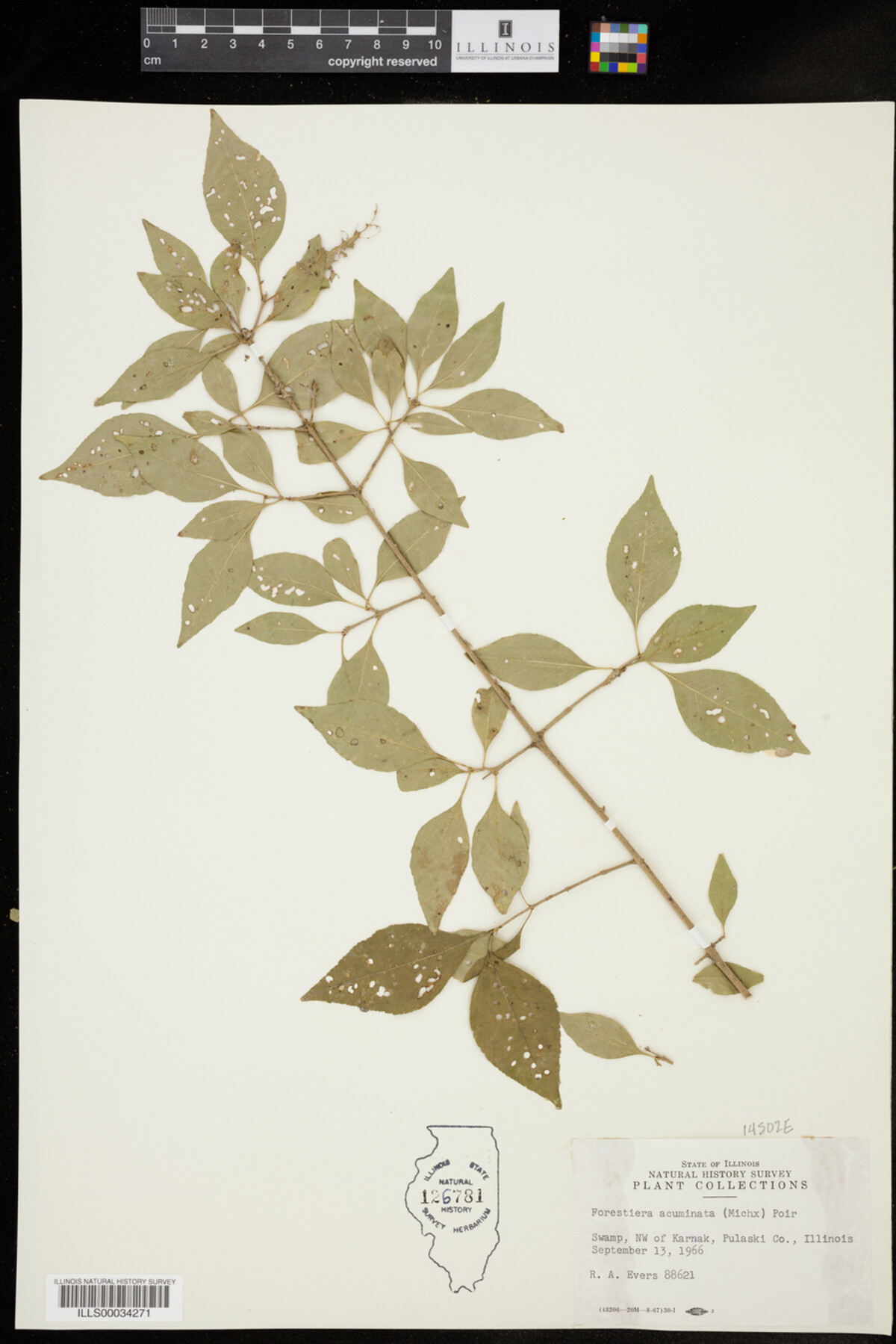 Forestiera acuminata image