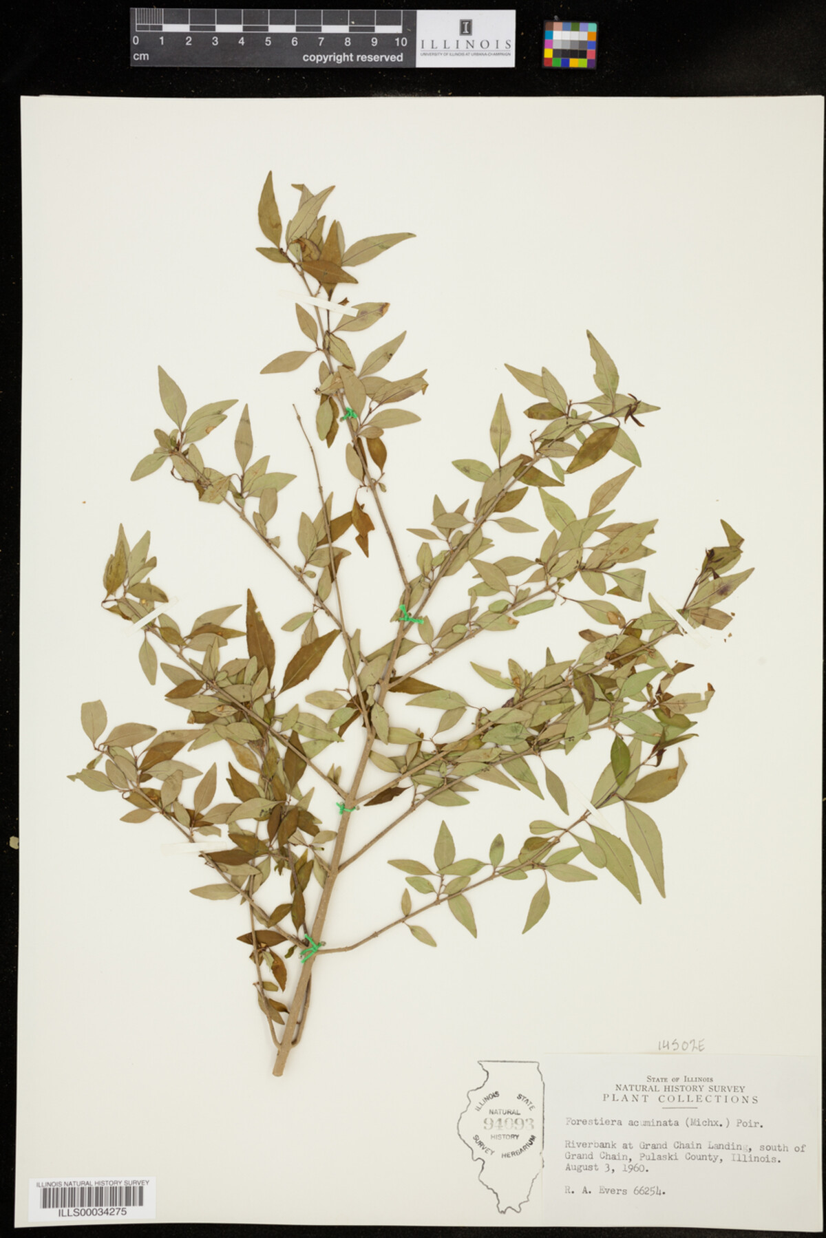 Forestiera acuminata image