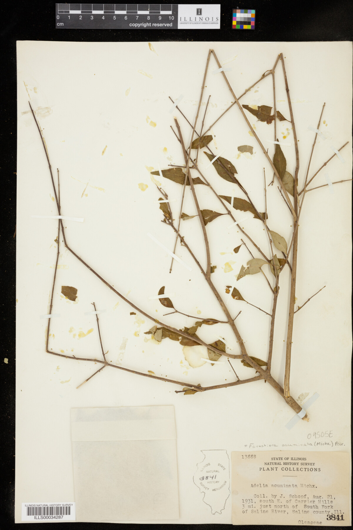 Forestiera acuminata image