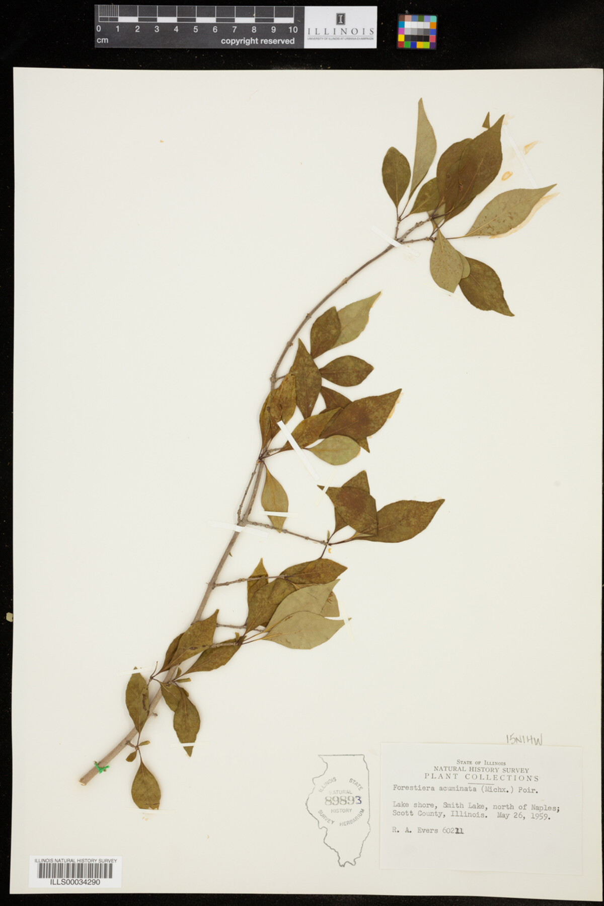 Forestiera acuminata image