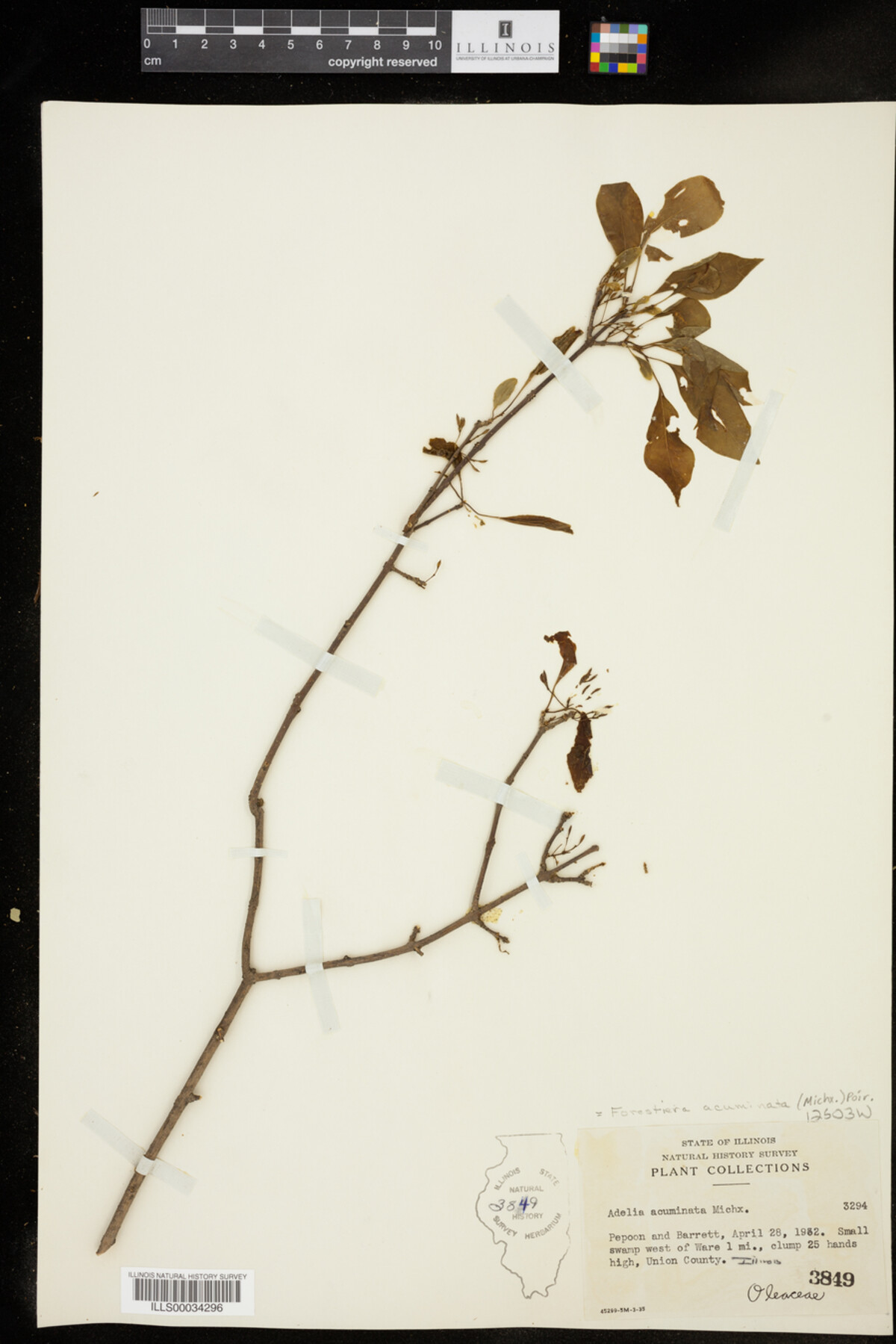 Forestiera acuminata image