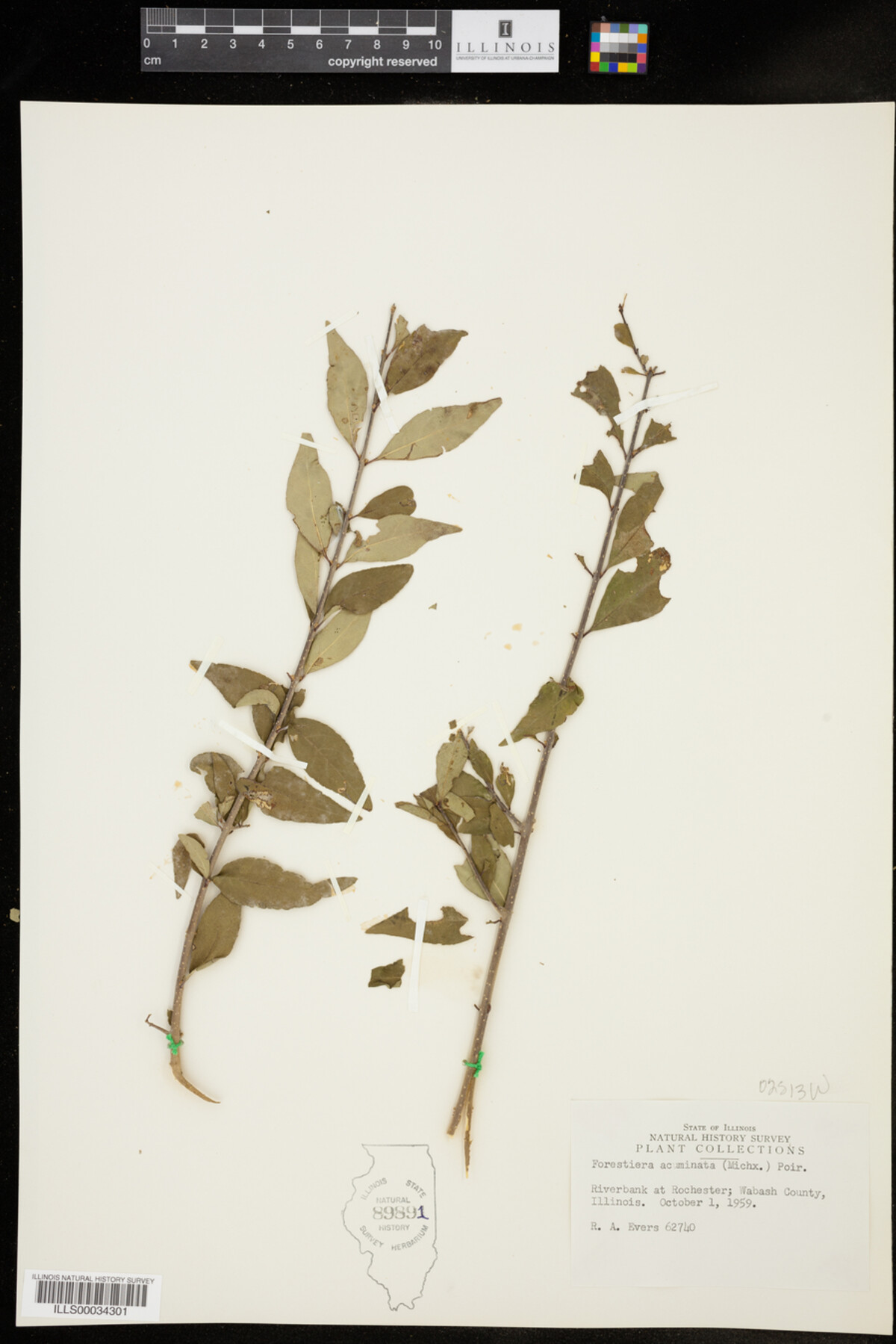Forestiera acuminata image
