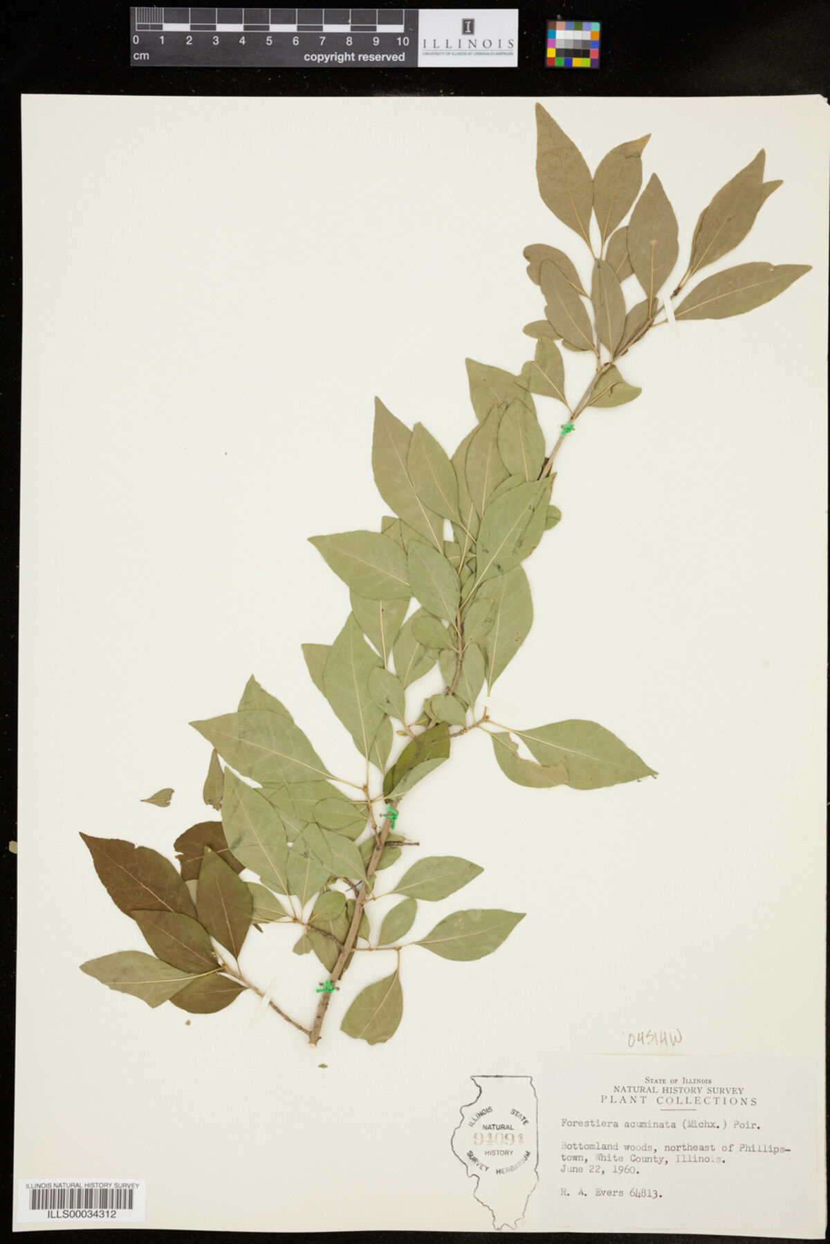 Forestiera acuminata image