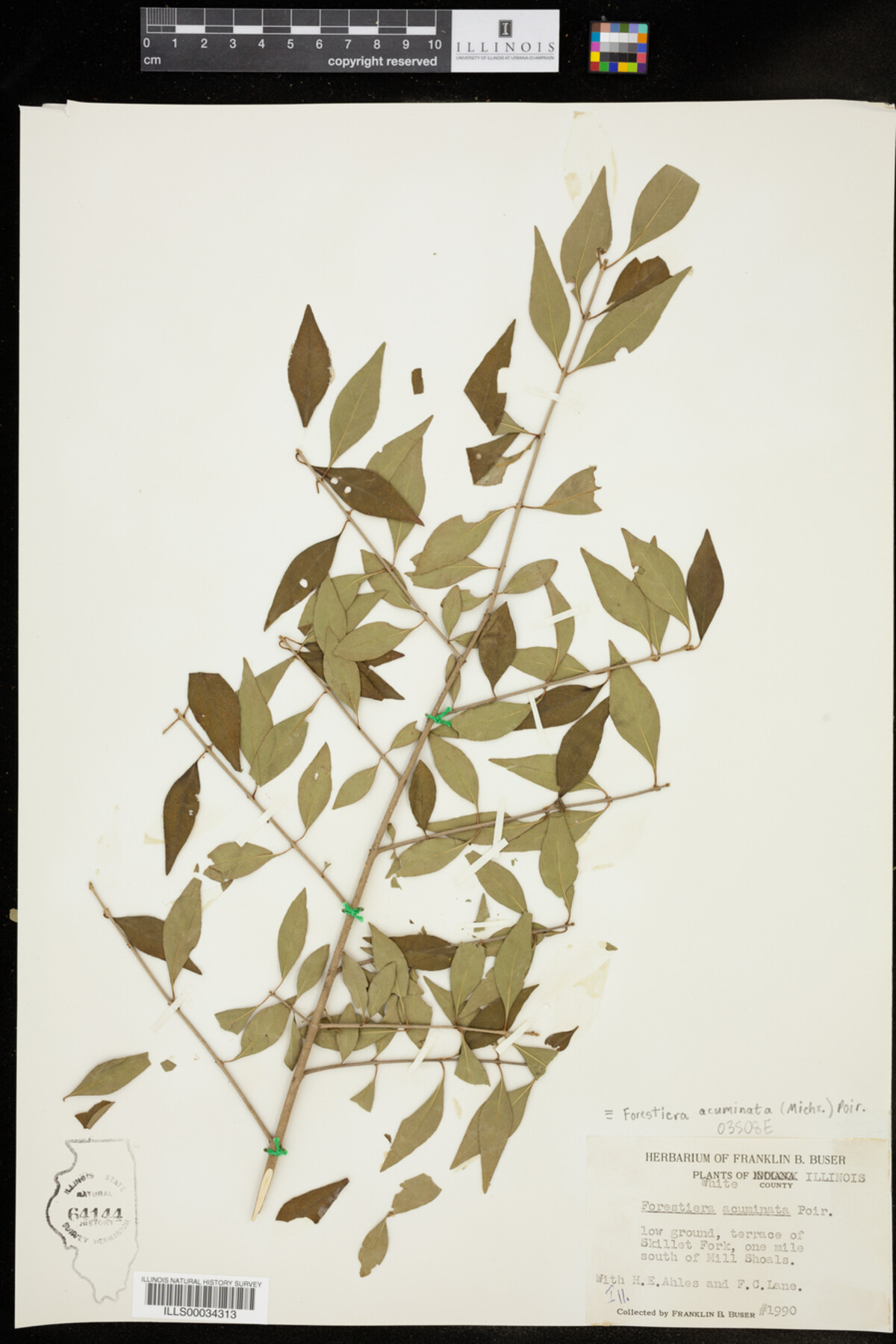 Forestiera acuminata image