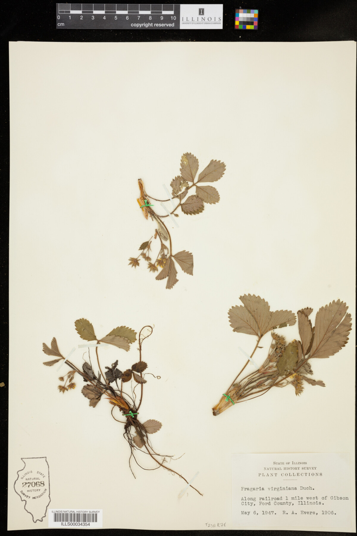 Fragaria virginiana image