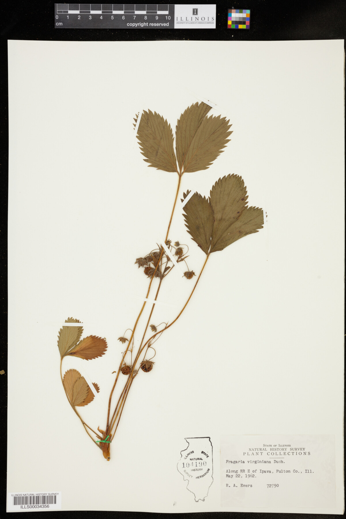 Fragaria image
