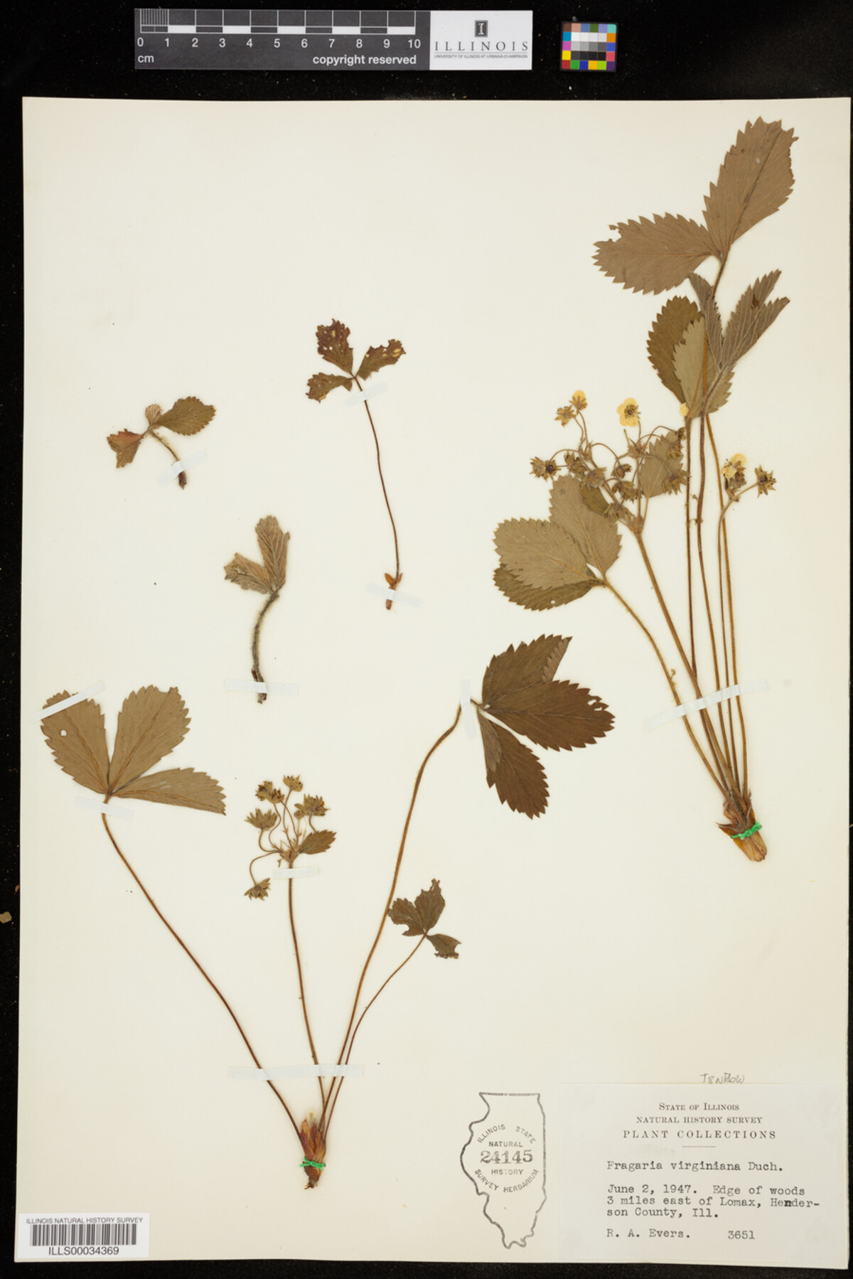 Fragaria virginiana image