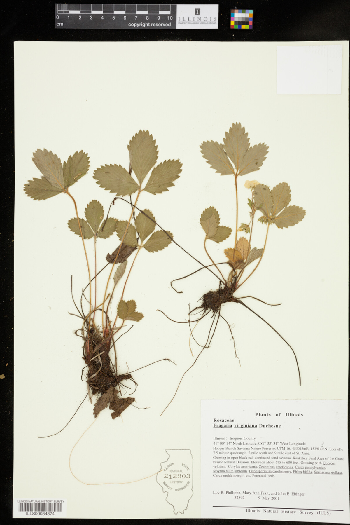 Fragaria virginiana image