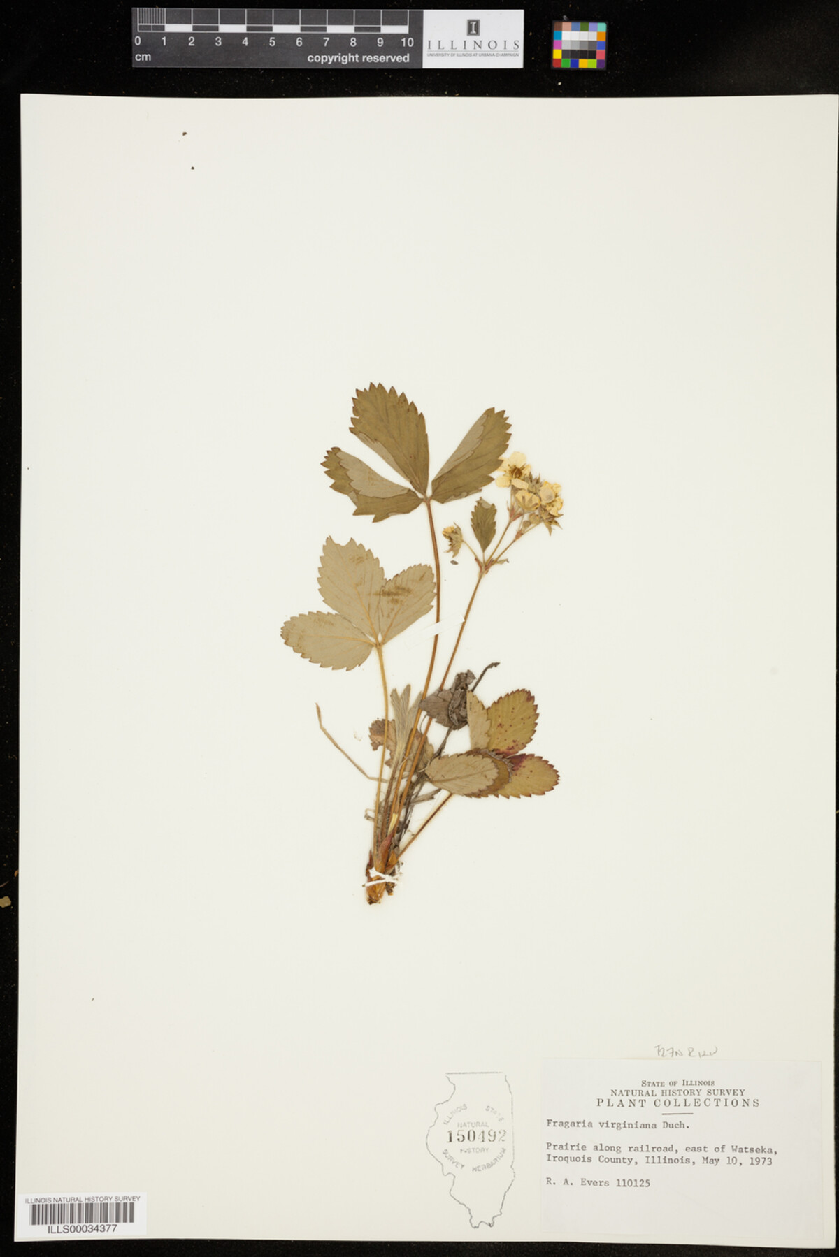 Fragaria image