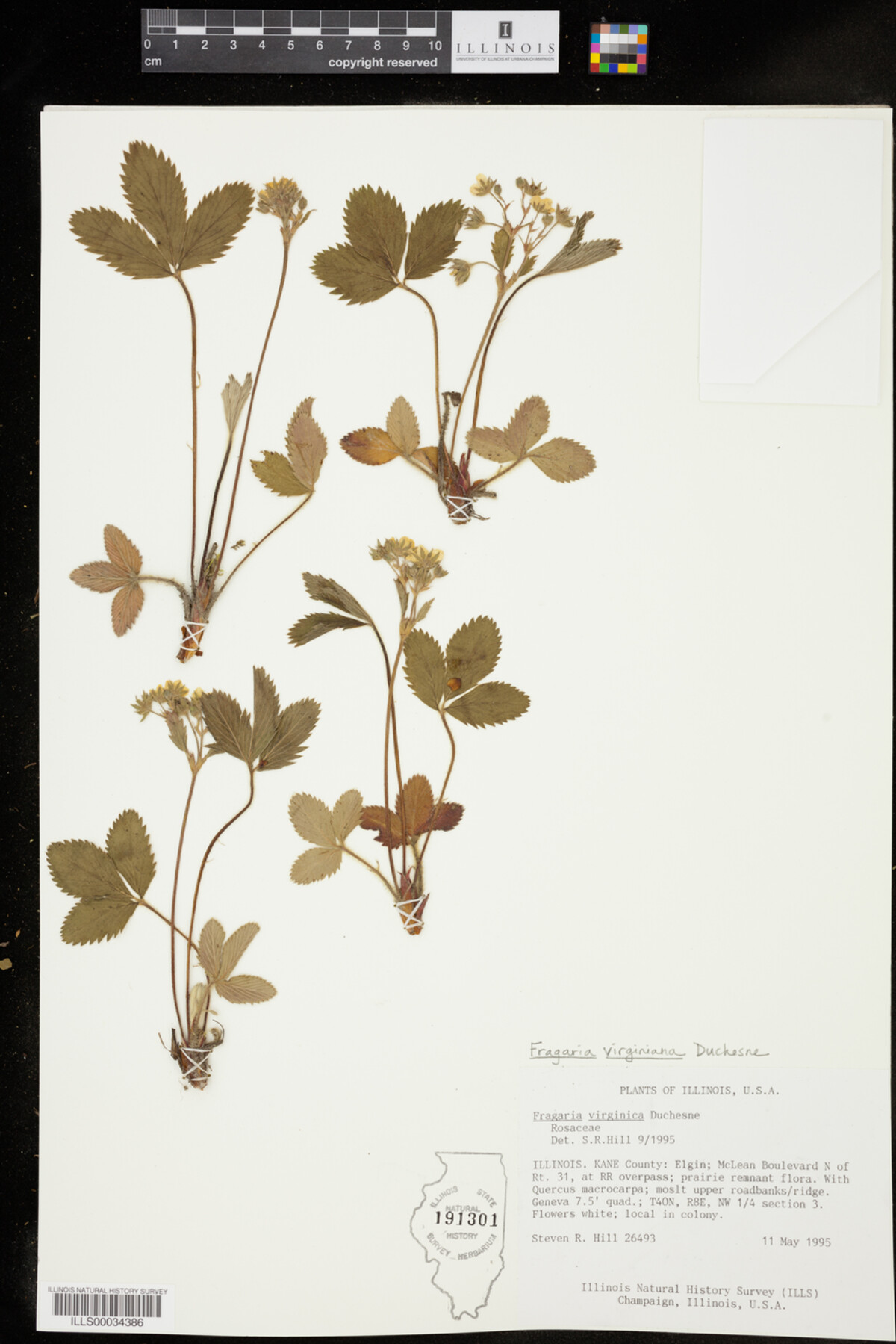 Fragaria virginiana image