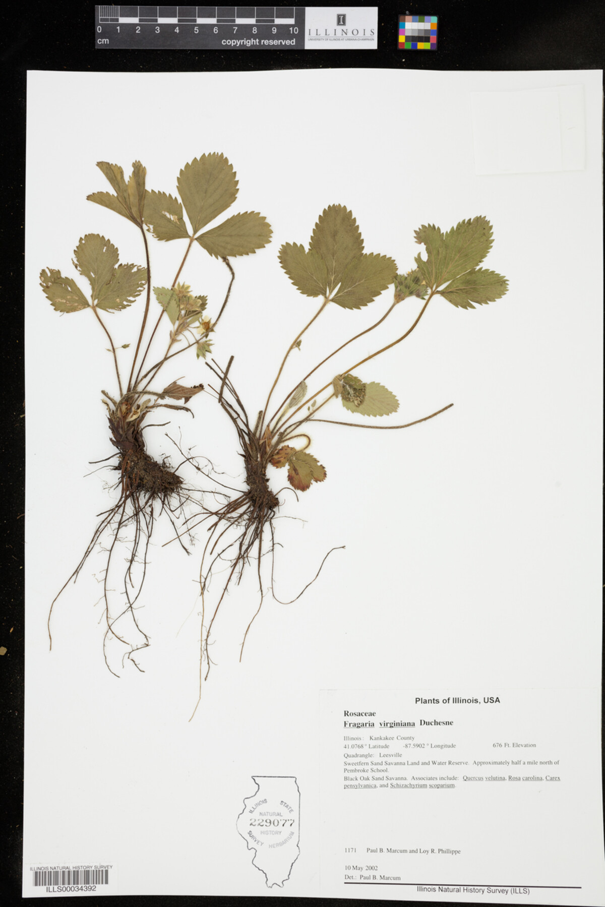 Fragaria image