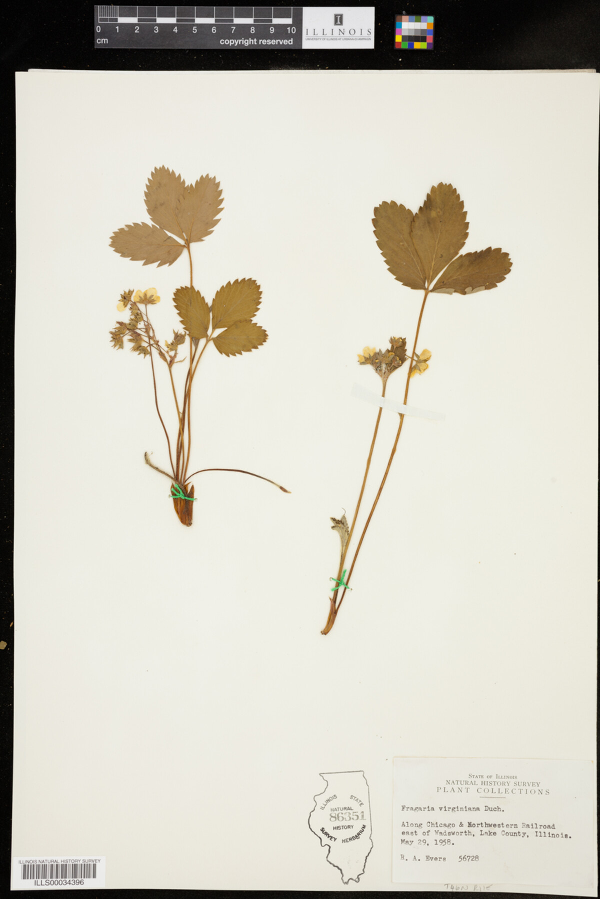 Fragaria image