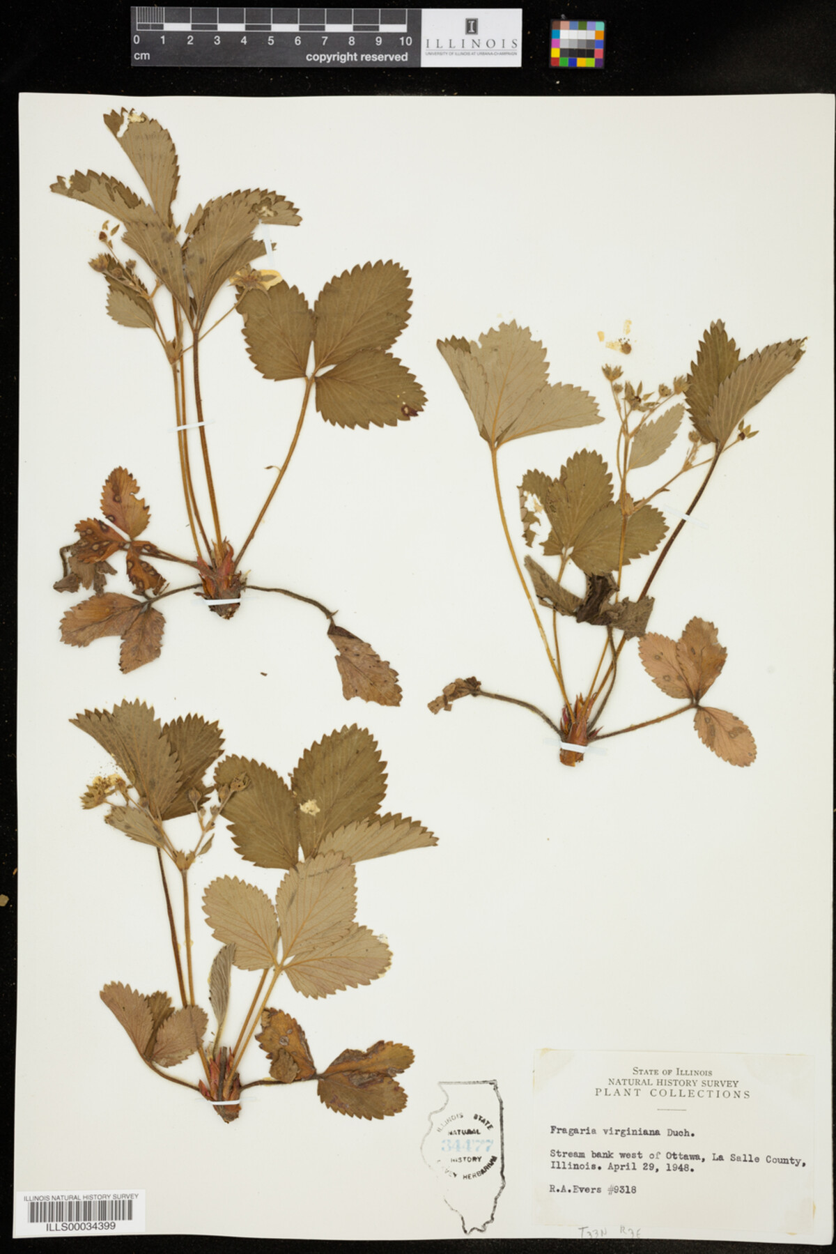Fragaria virginiana image