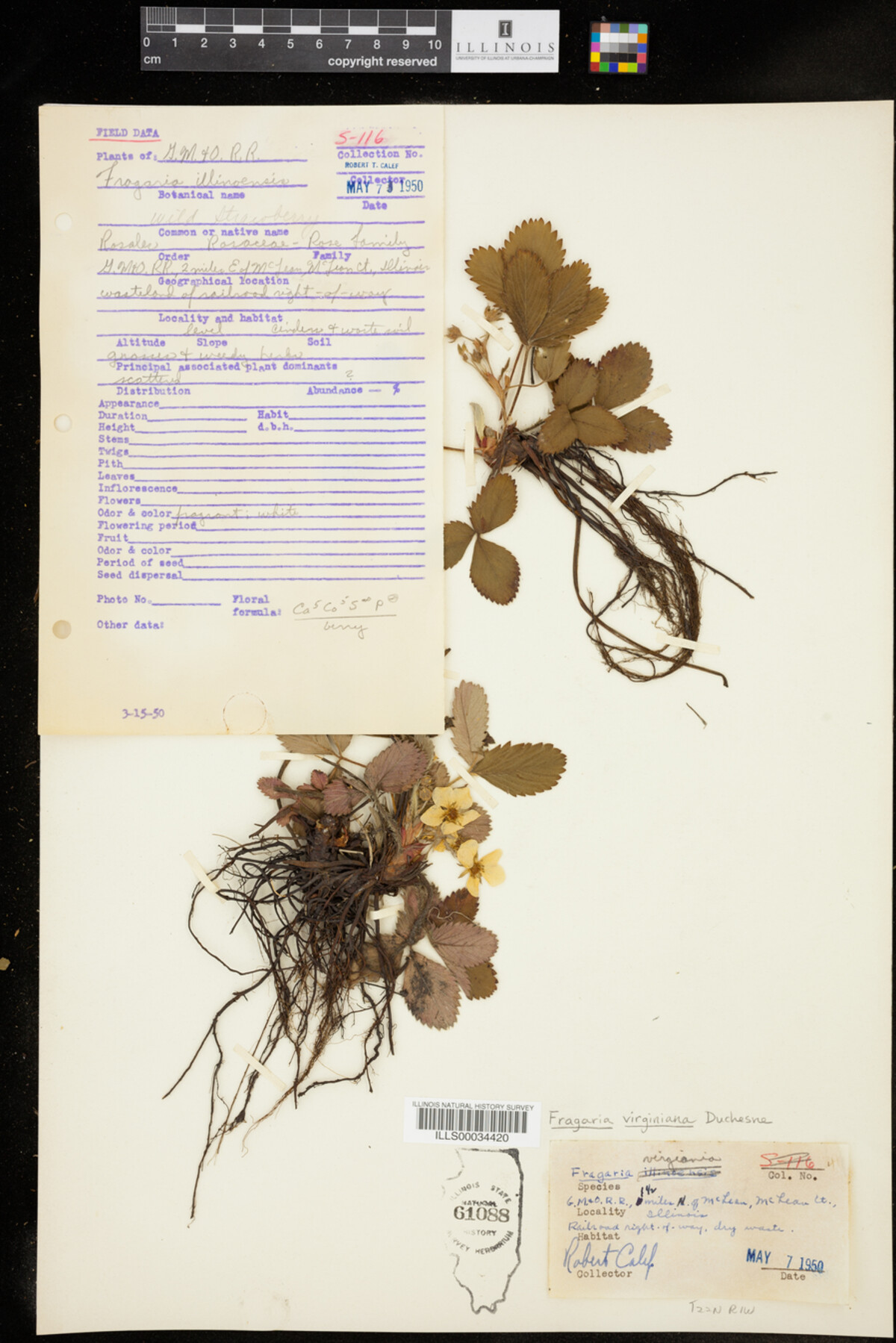 Fragaria virginiana image