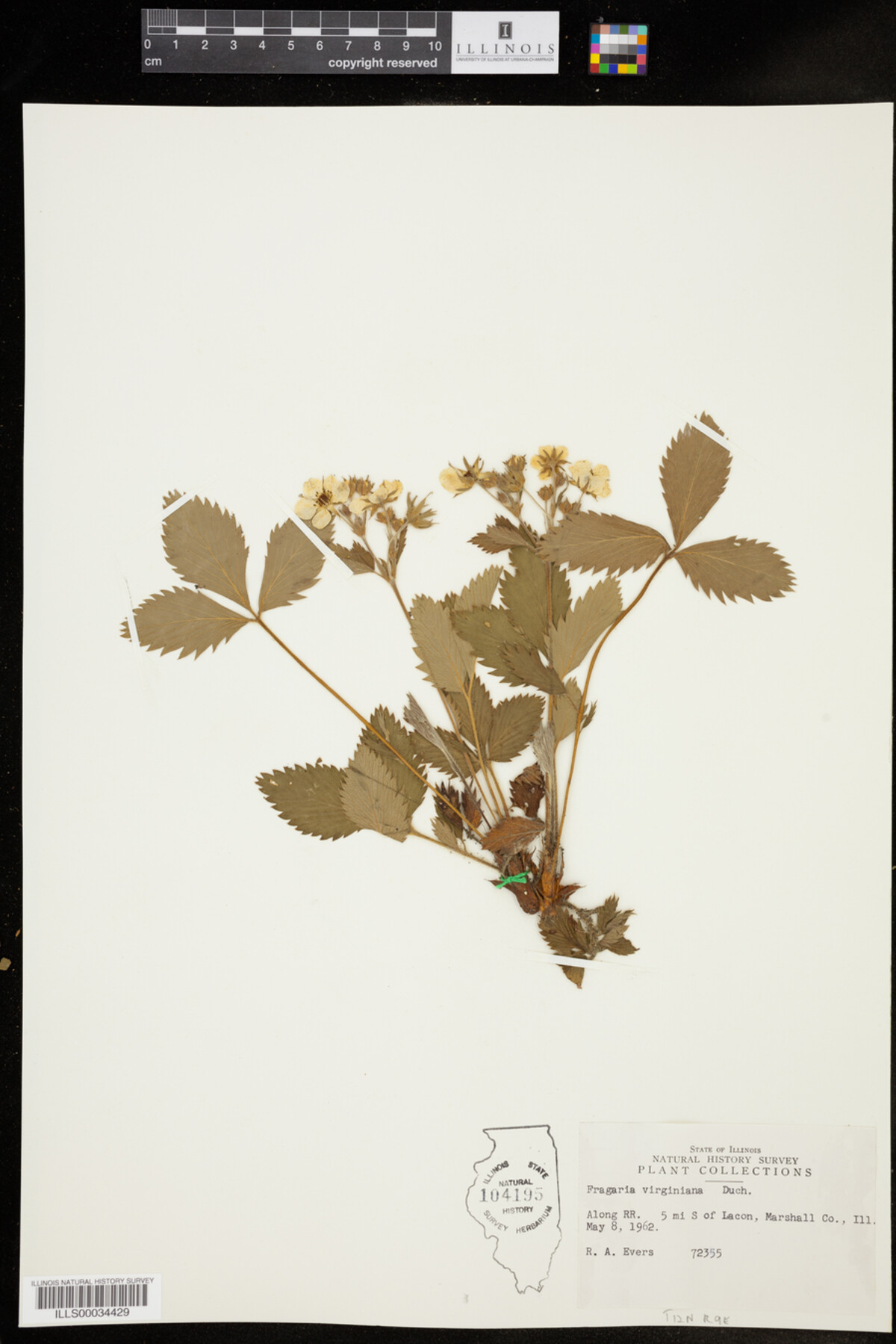 Fragaria virginiana image