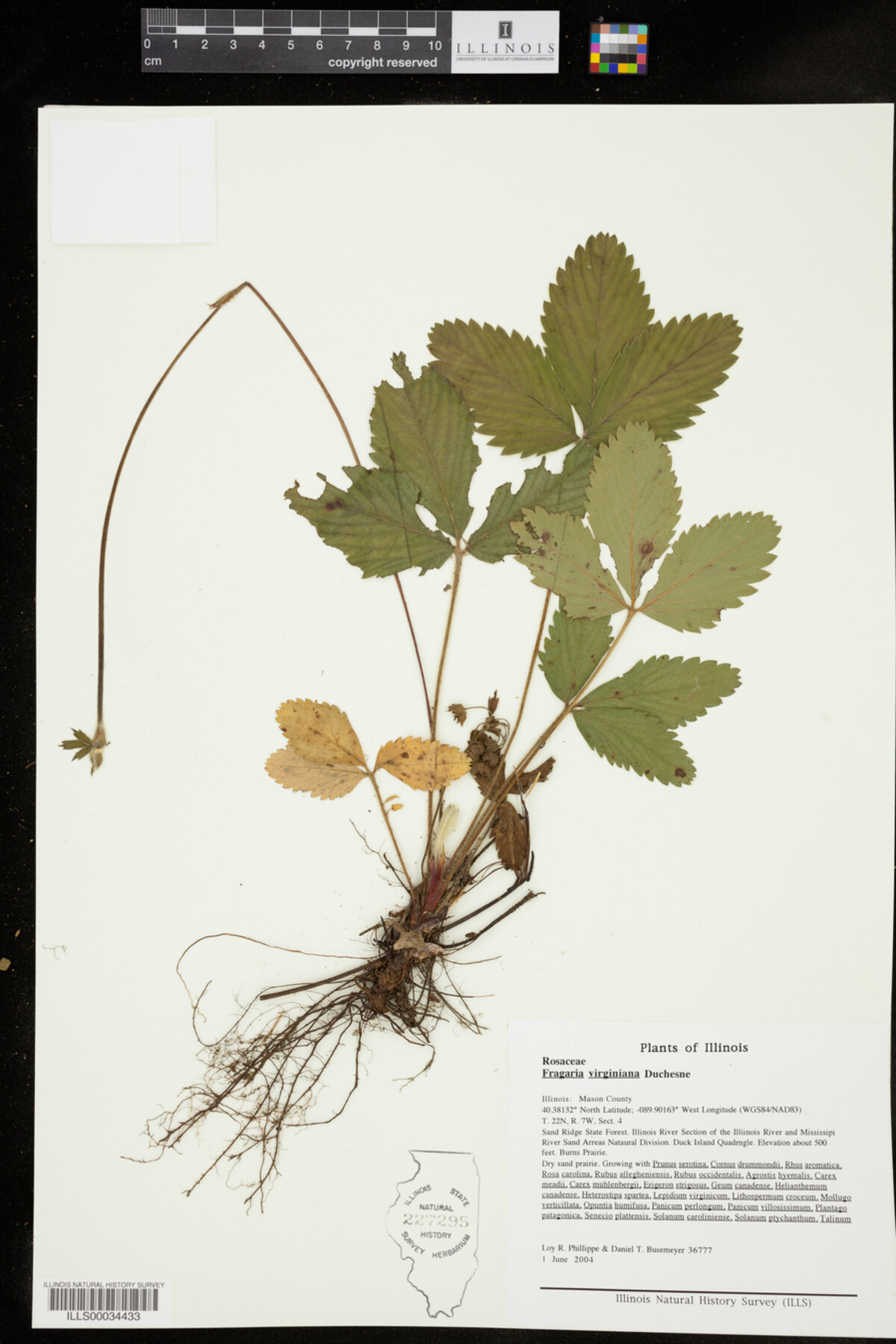 Fragaria virginiana image