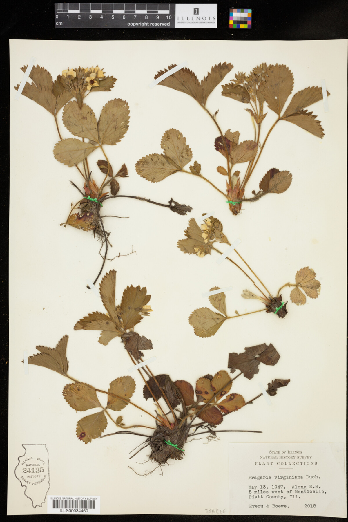 Fragaria virginiana image