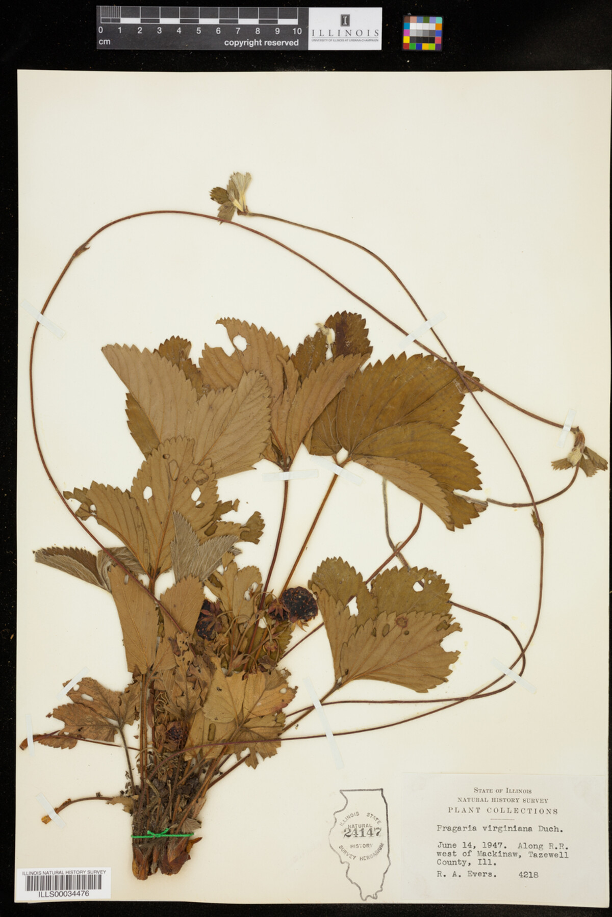 Fragaria virginiana image