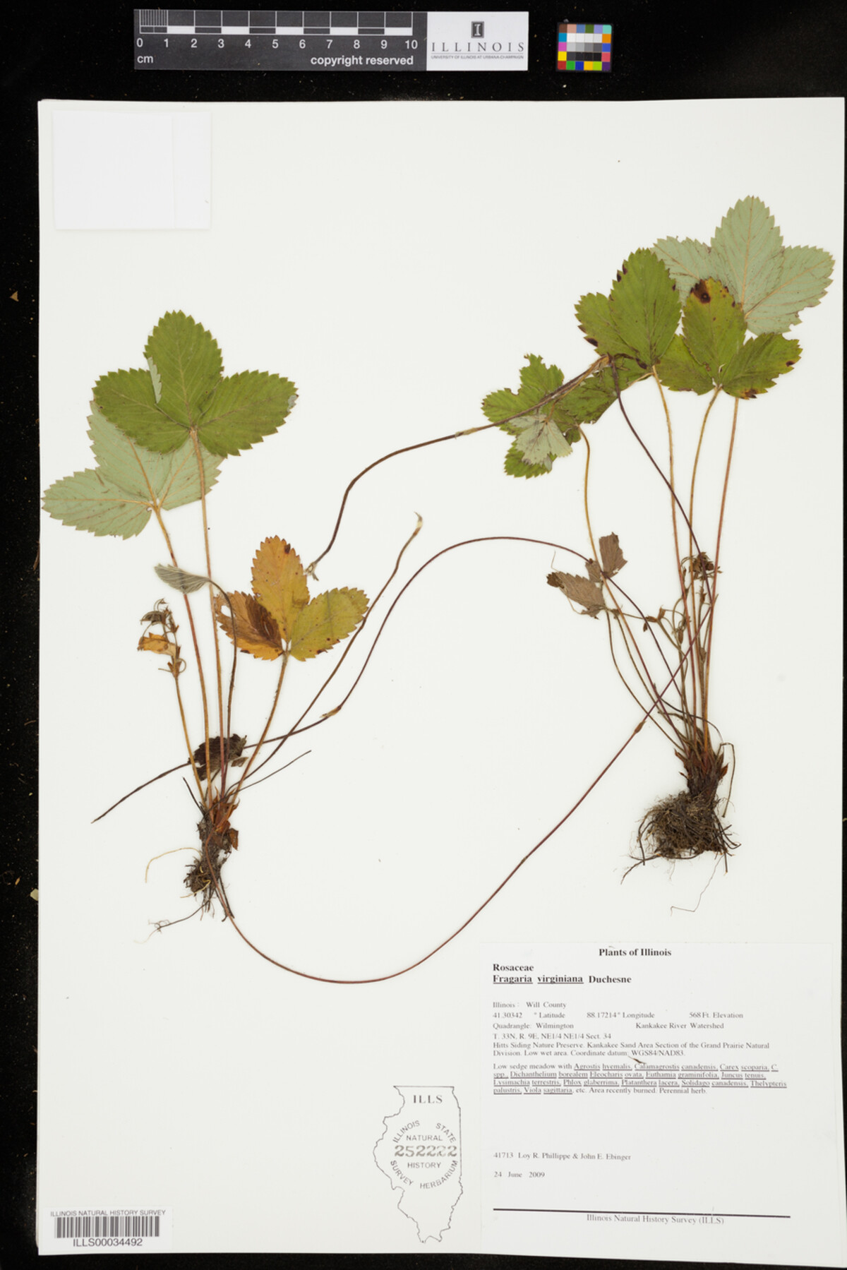 Fragaria virginiana image