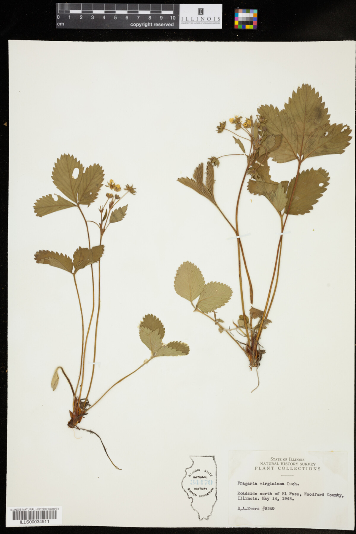 Fragaria image