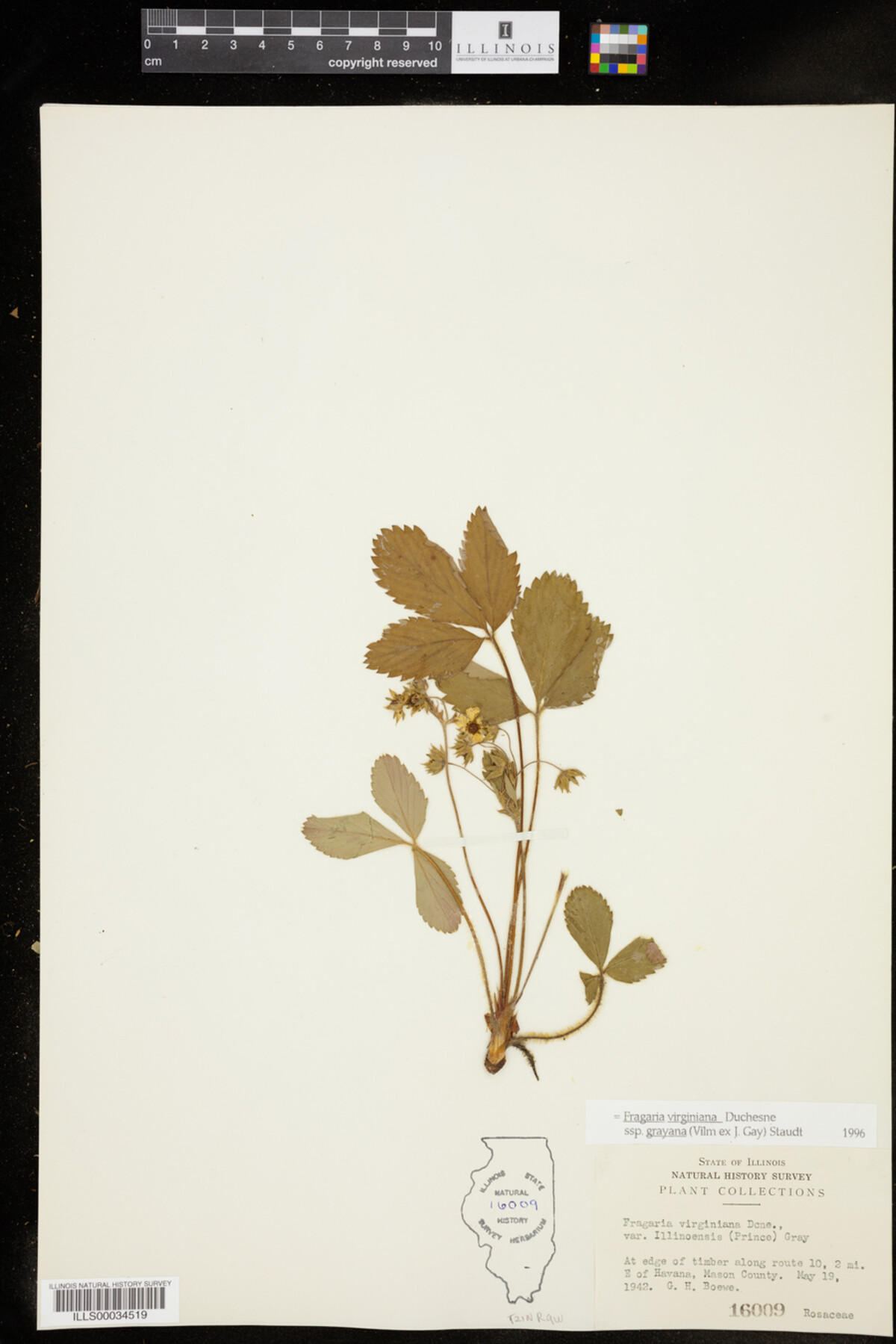 Fragaria virginiana ssp. grayana image