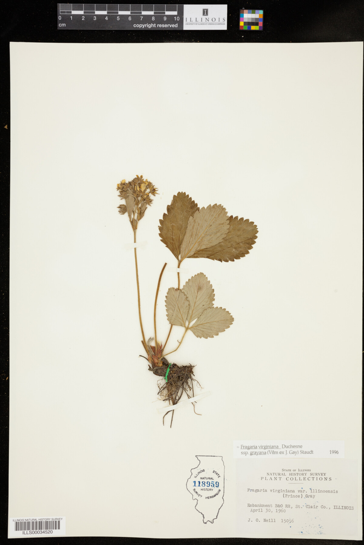 Fragaria virginiana ssp. grayana image