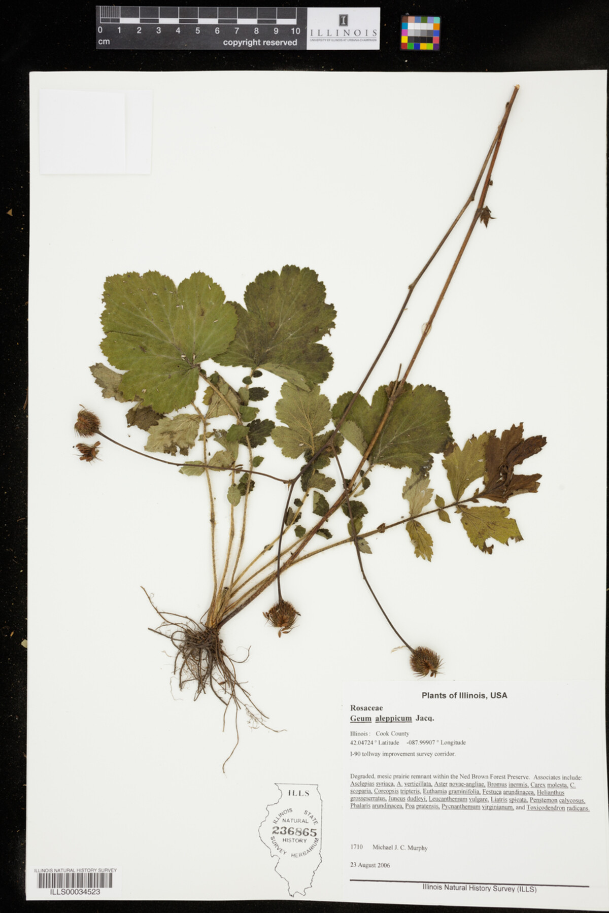 Geum aleppicum image