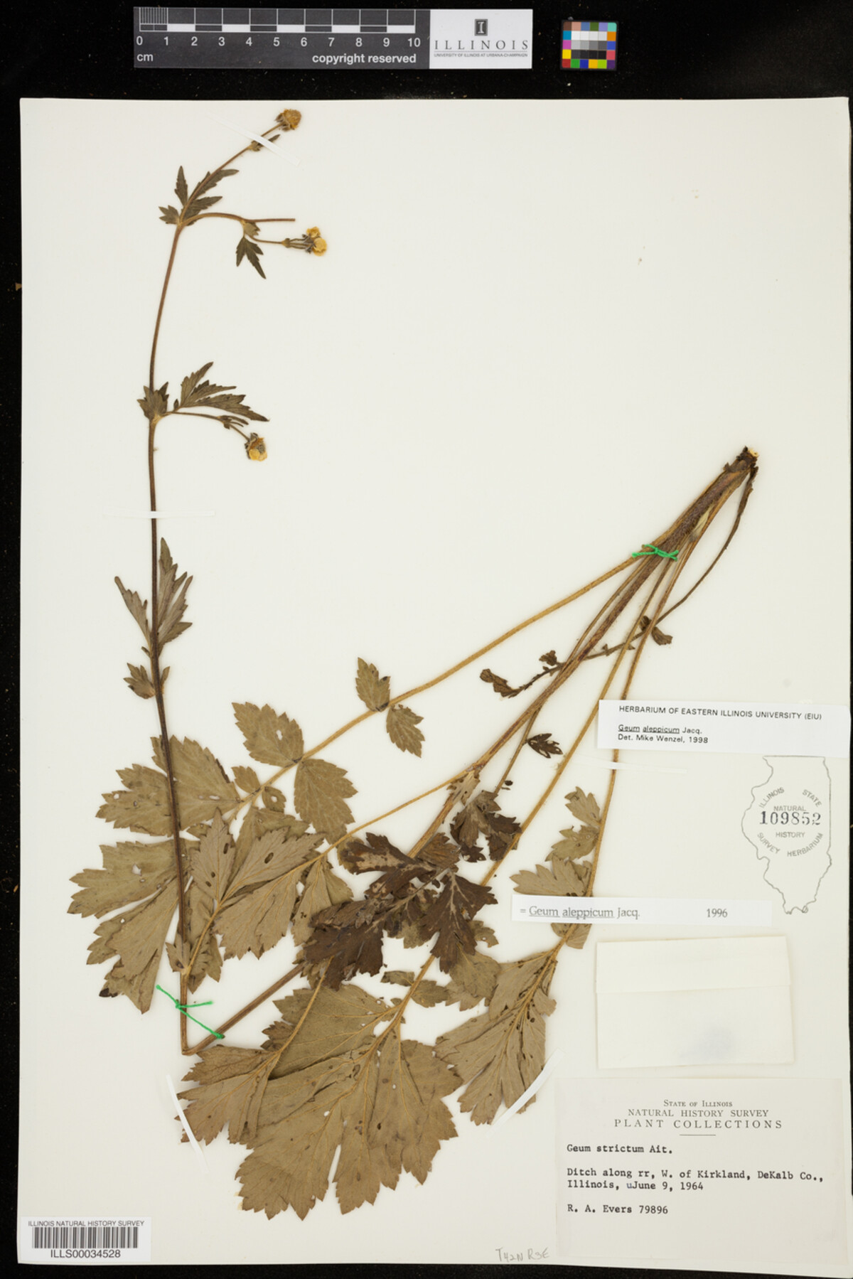 Geum aleppicum image