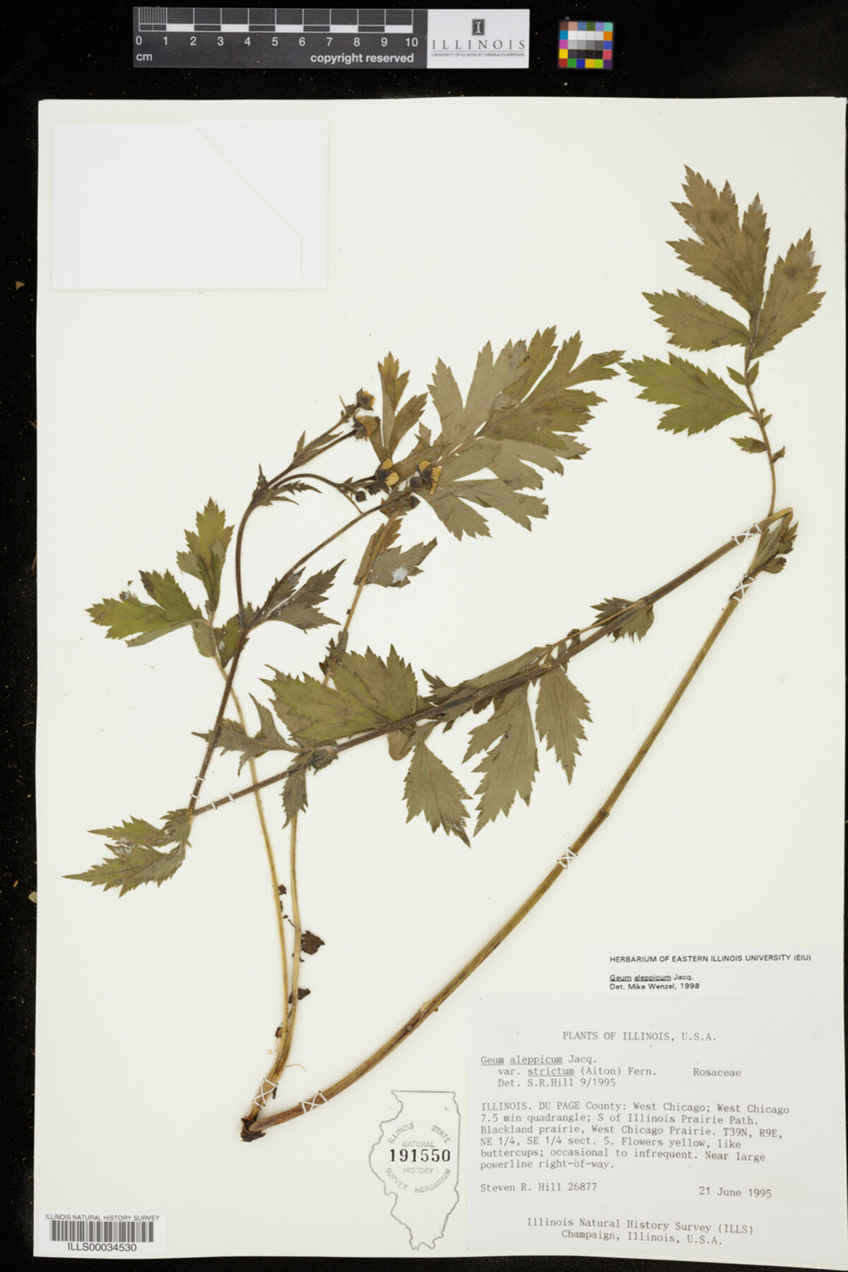 Geum aleppicum image