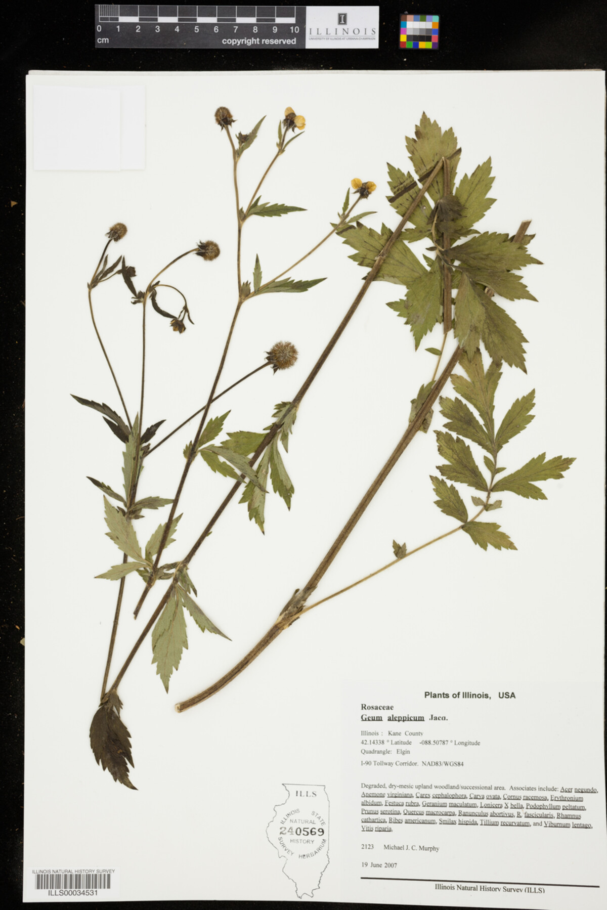 Geum aleppicum image