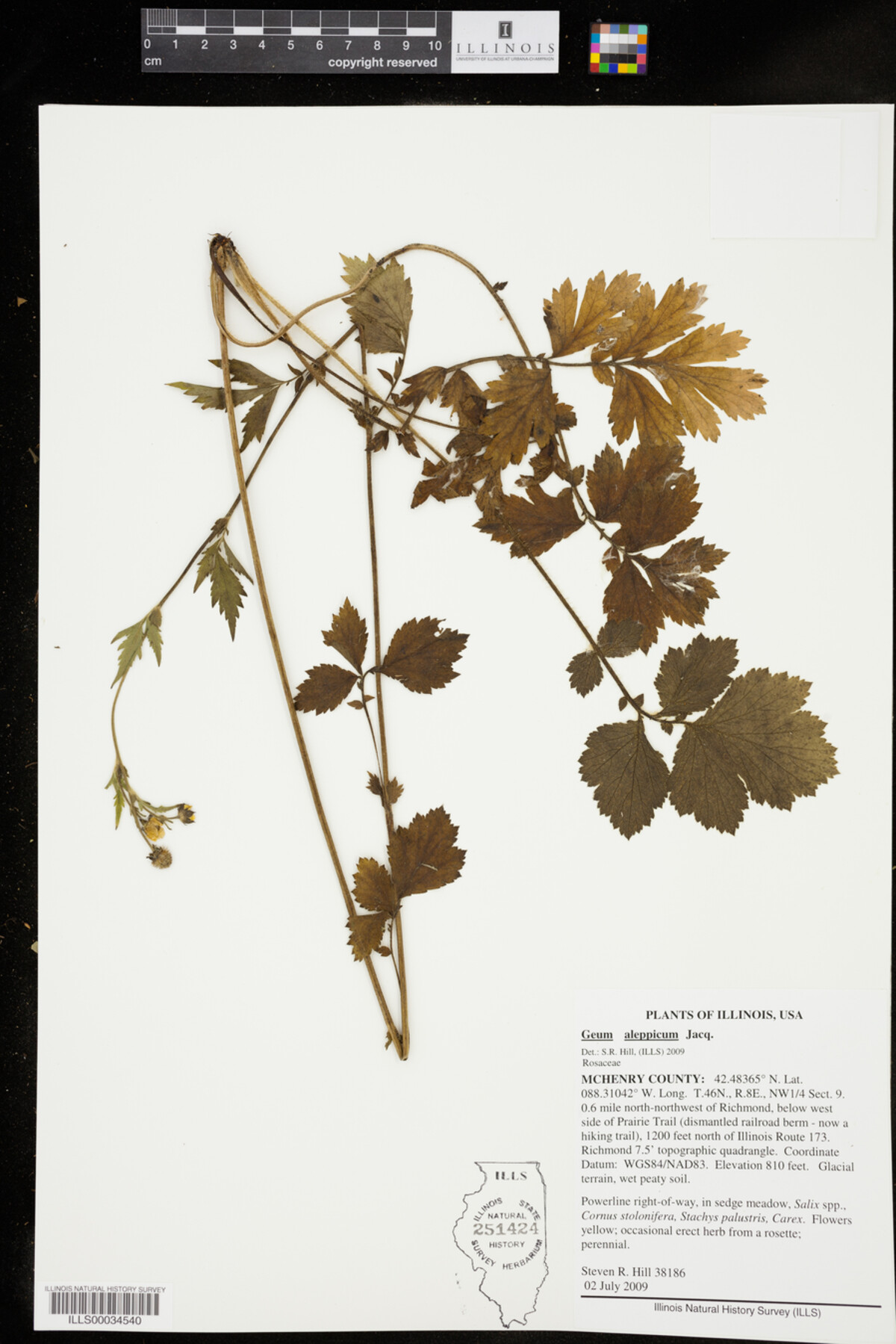 Geum aleppicum image