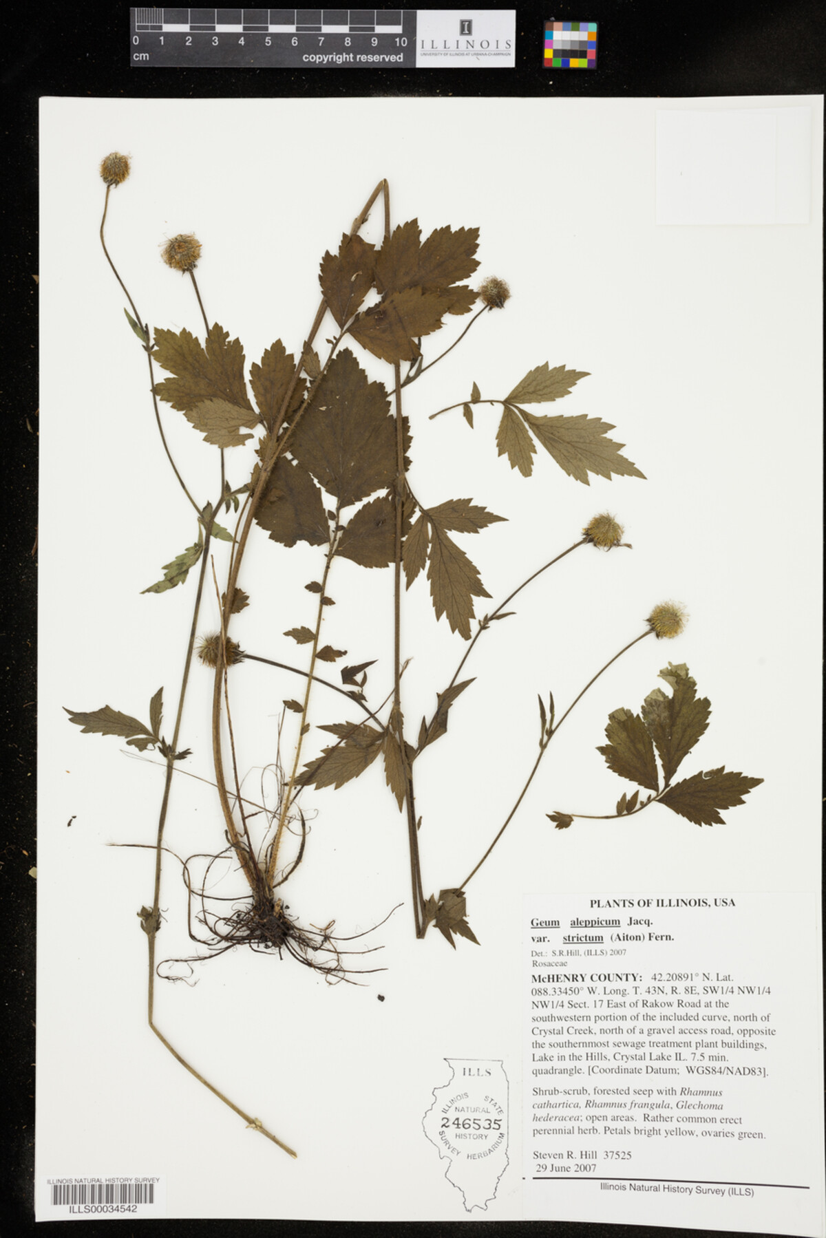 Geum aleppicum image