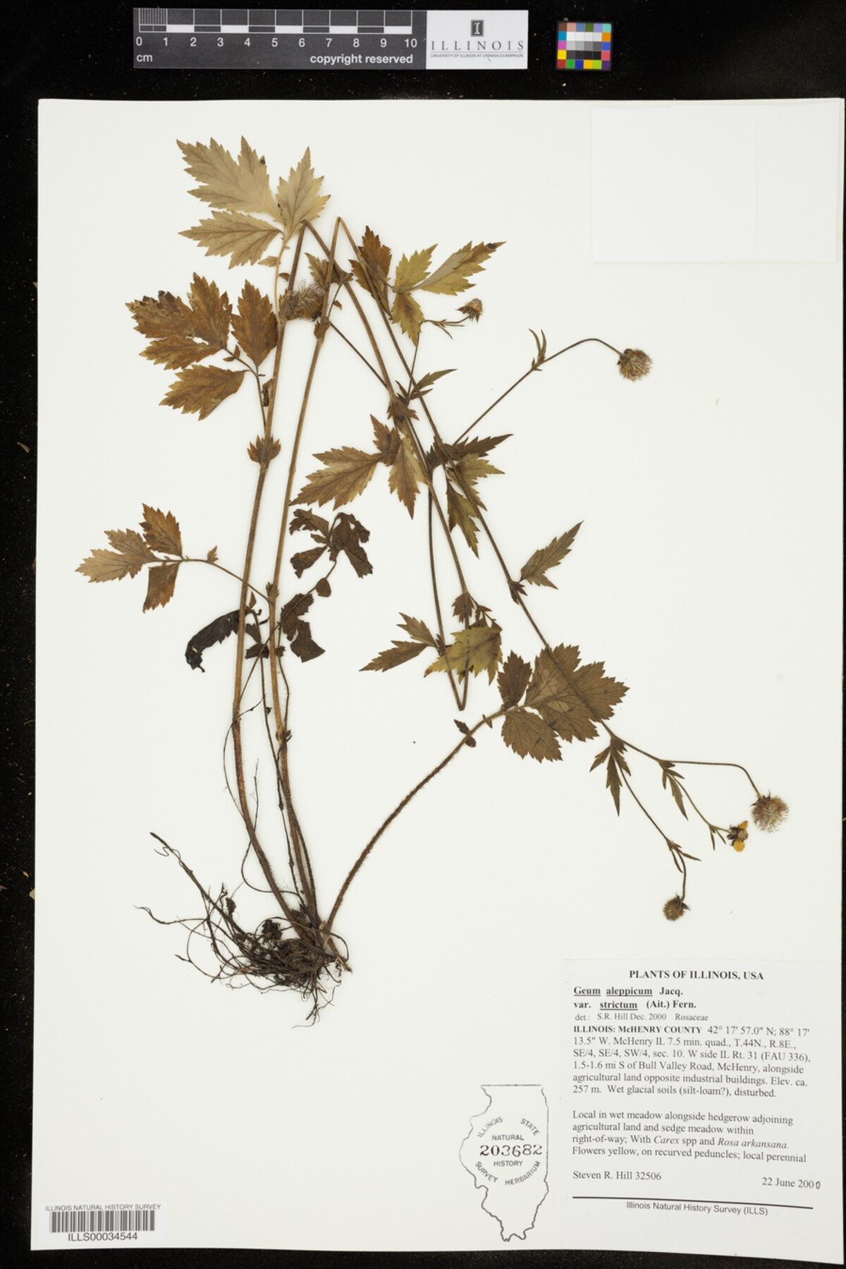 Geum aleppicum image