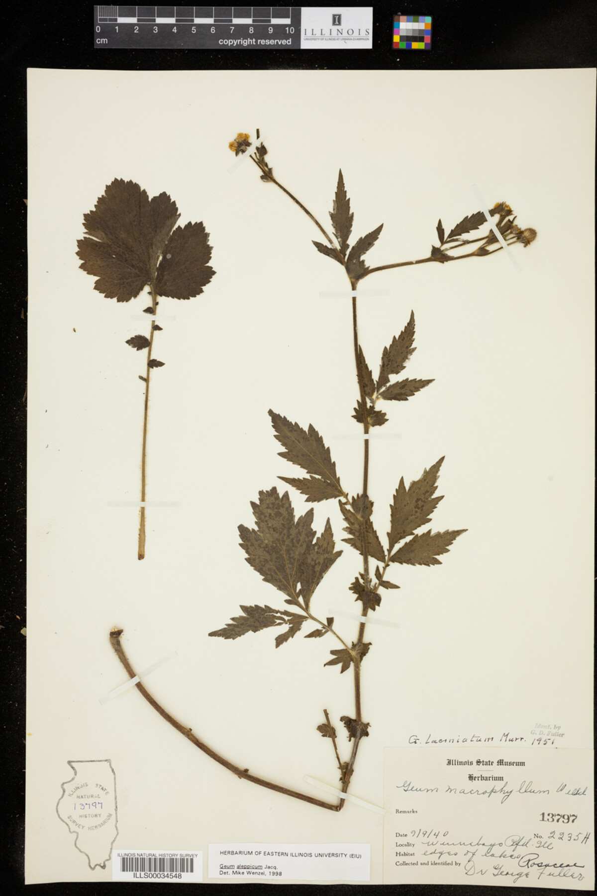 Geum aleppicum image