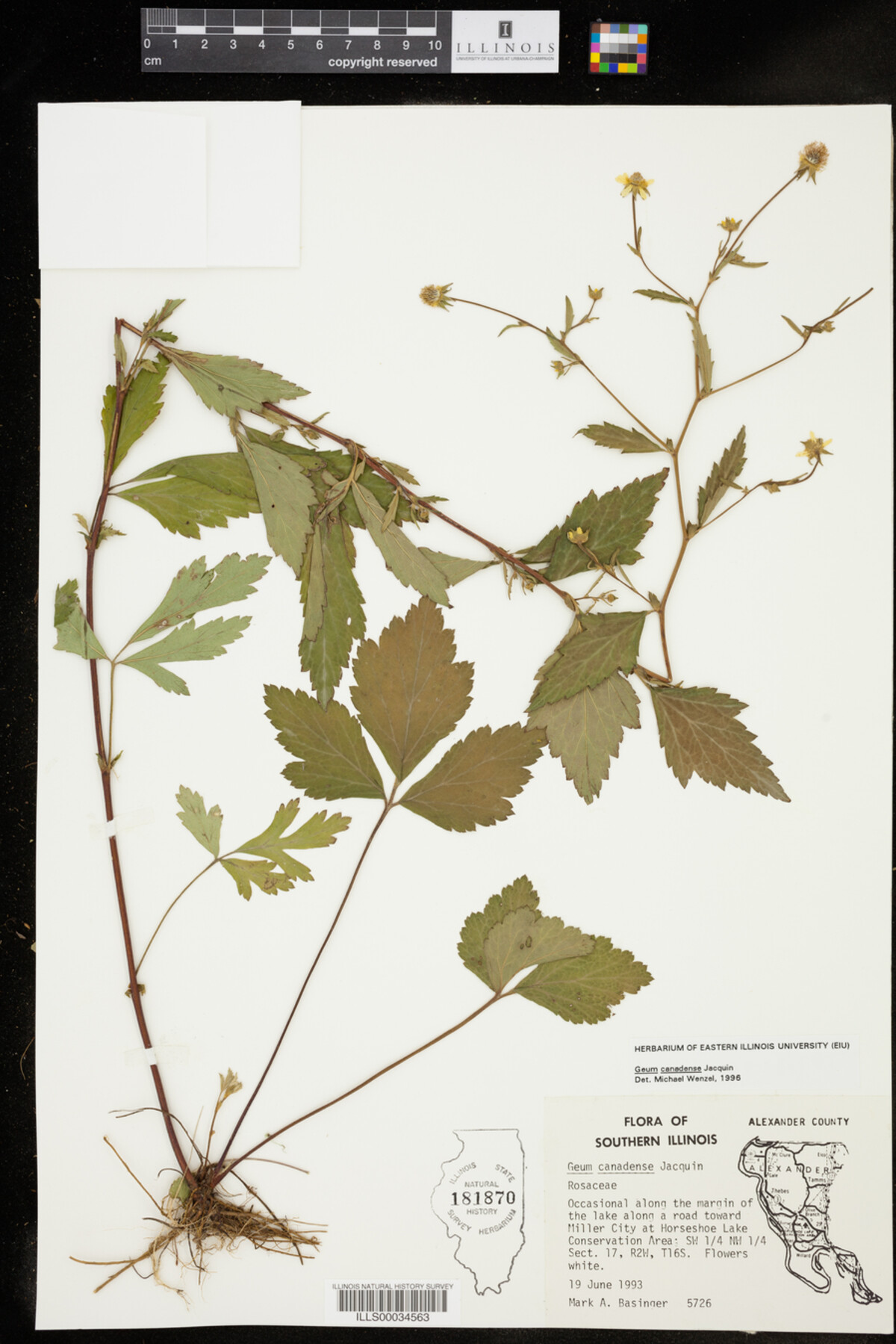 Geum canadense image