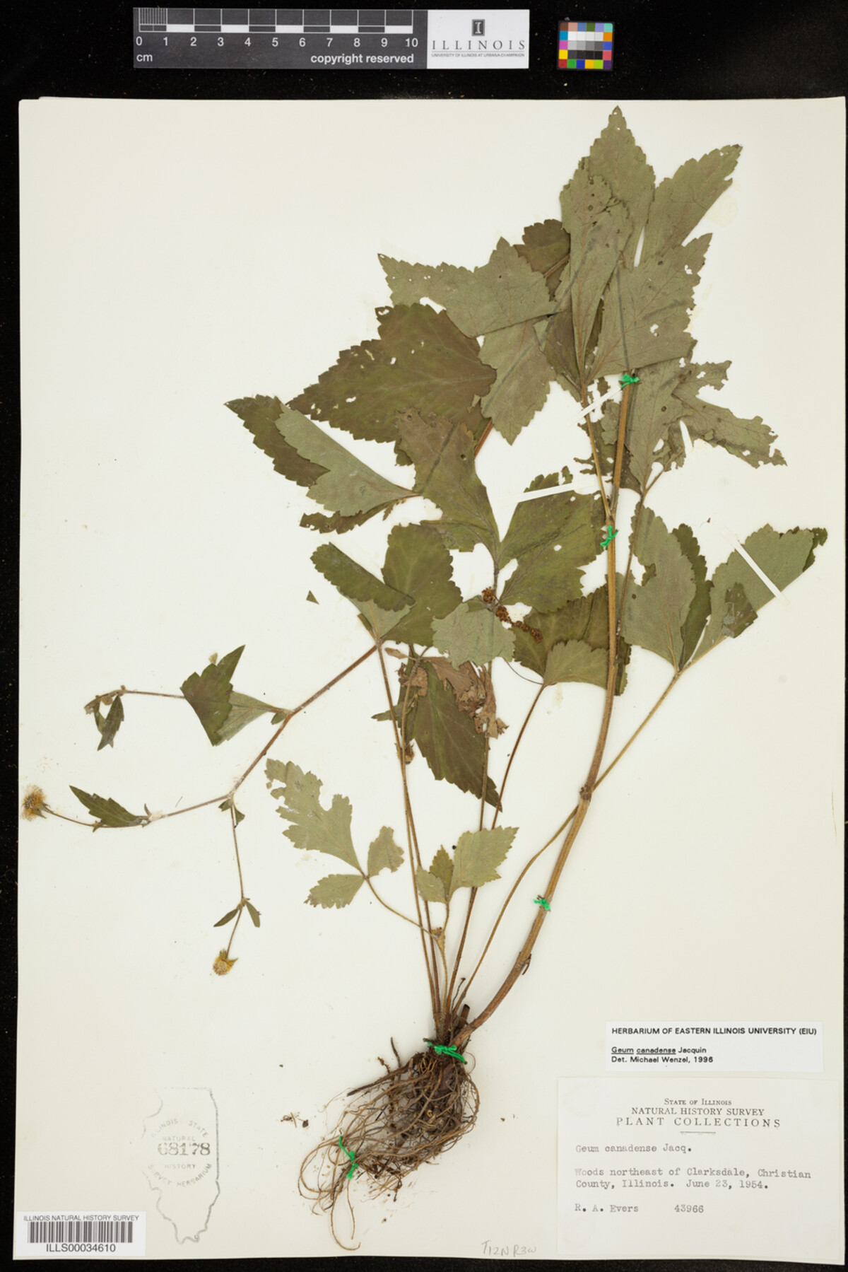 Geum canadense image