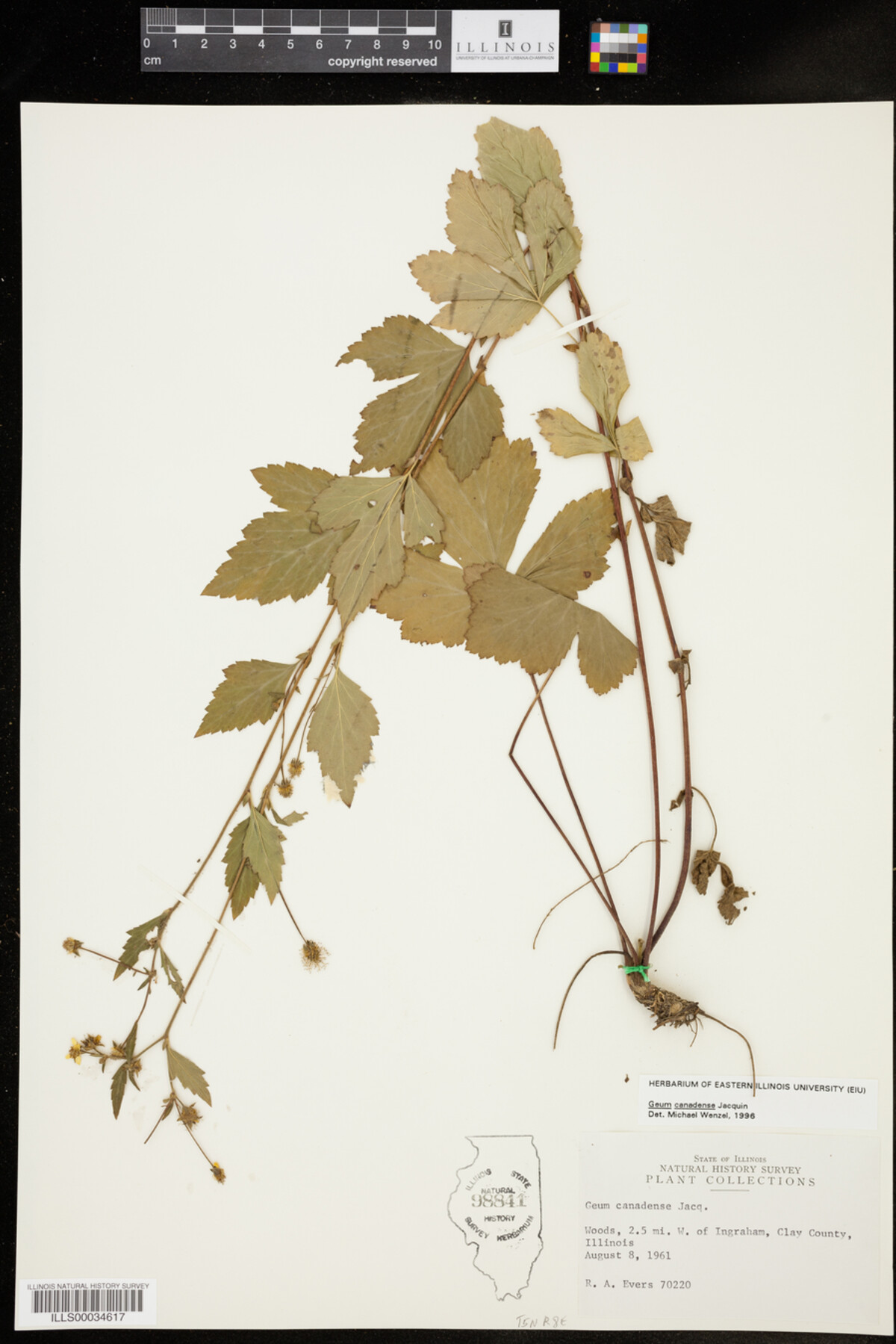 Geum canadense image