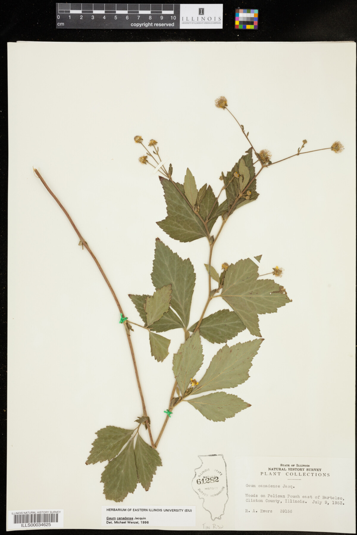 Geum canadense image