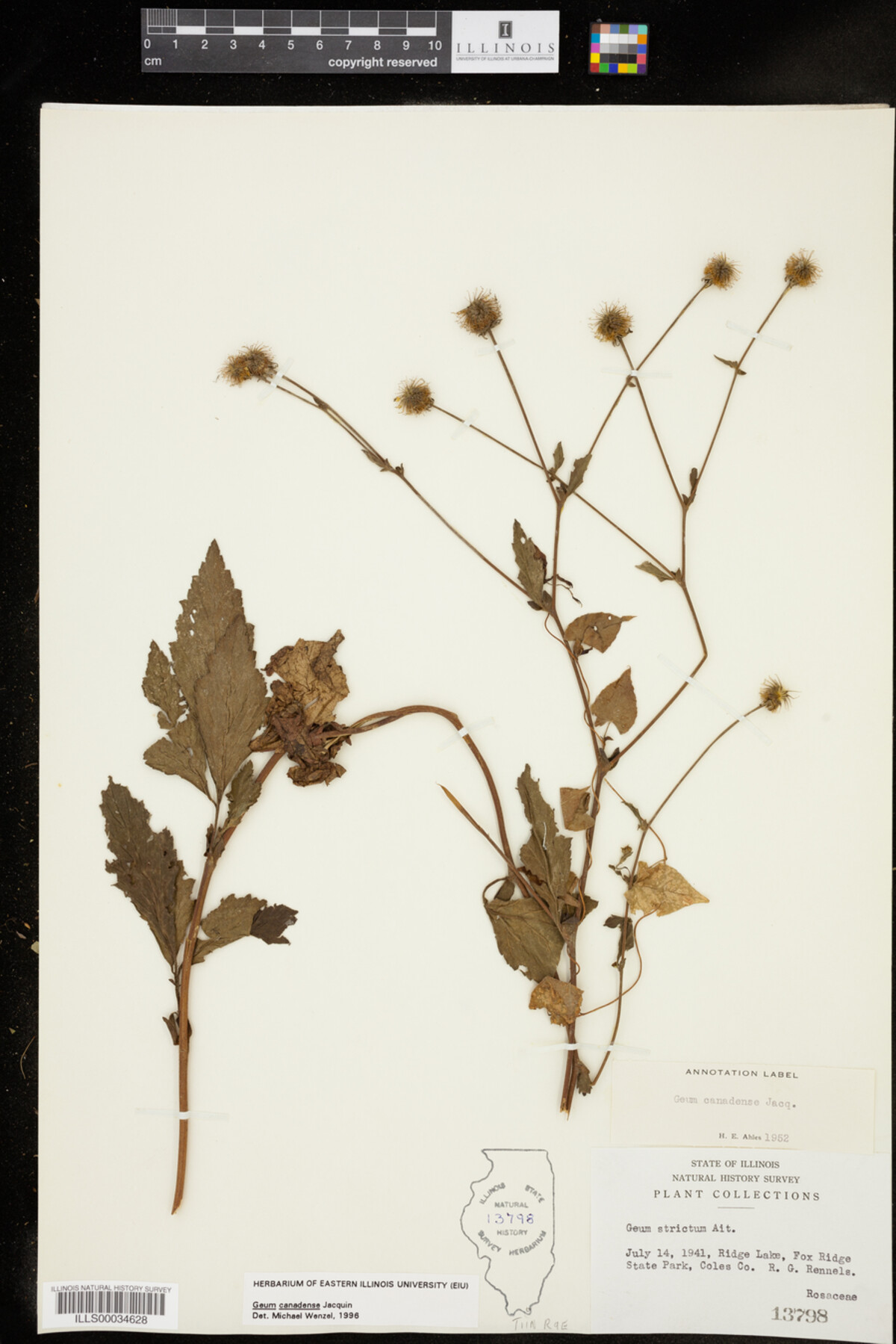 Geum canadense image