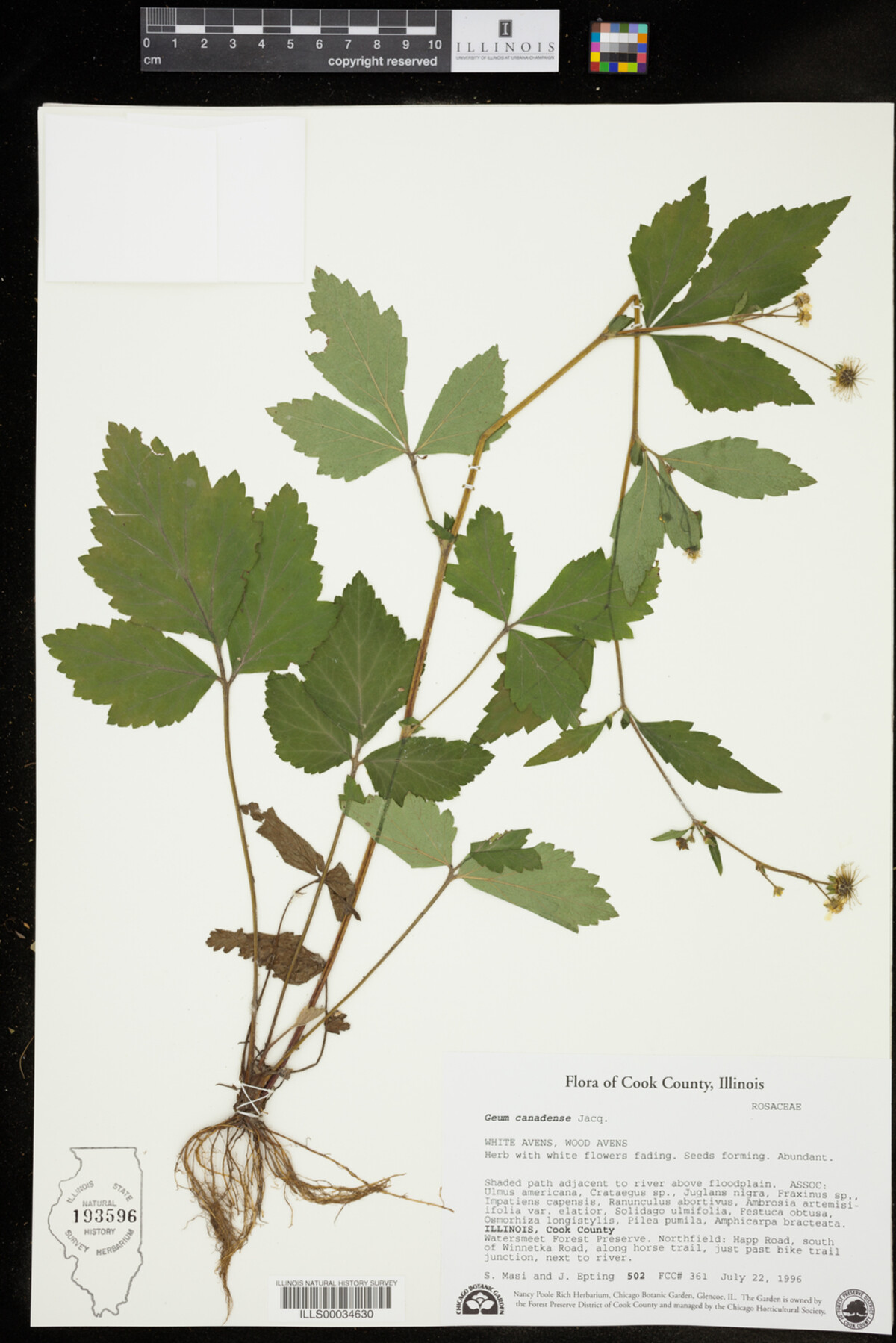 Geum canadense image