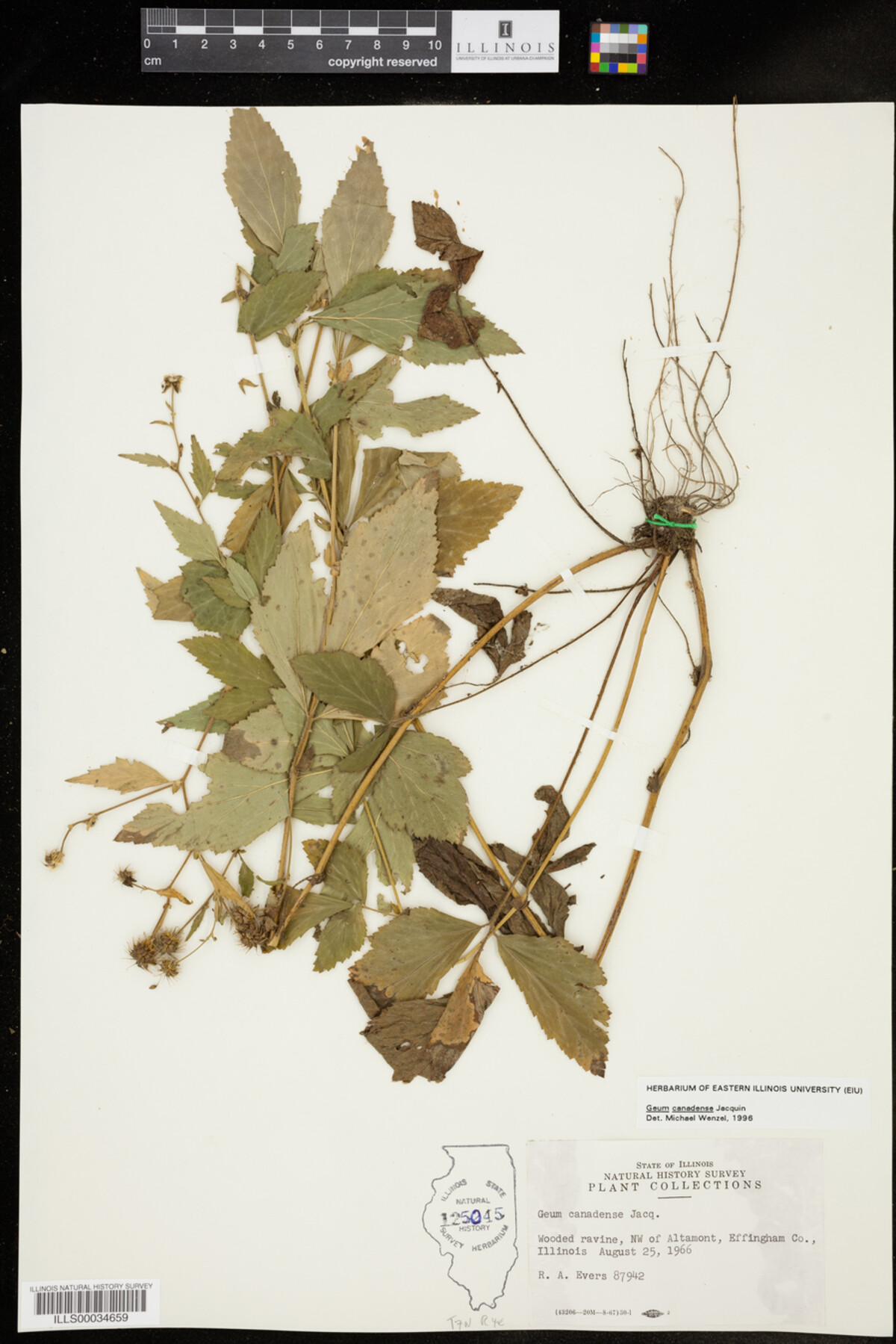 Geum canadense image