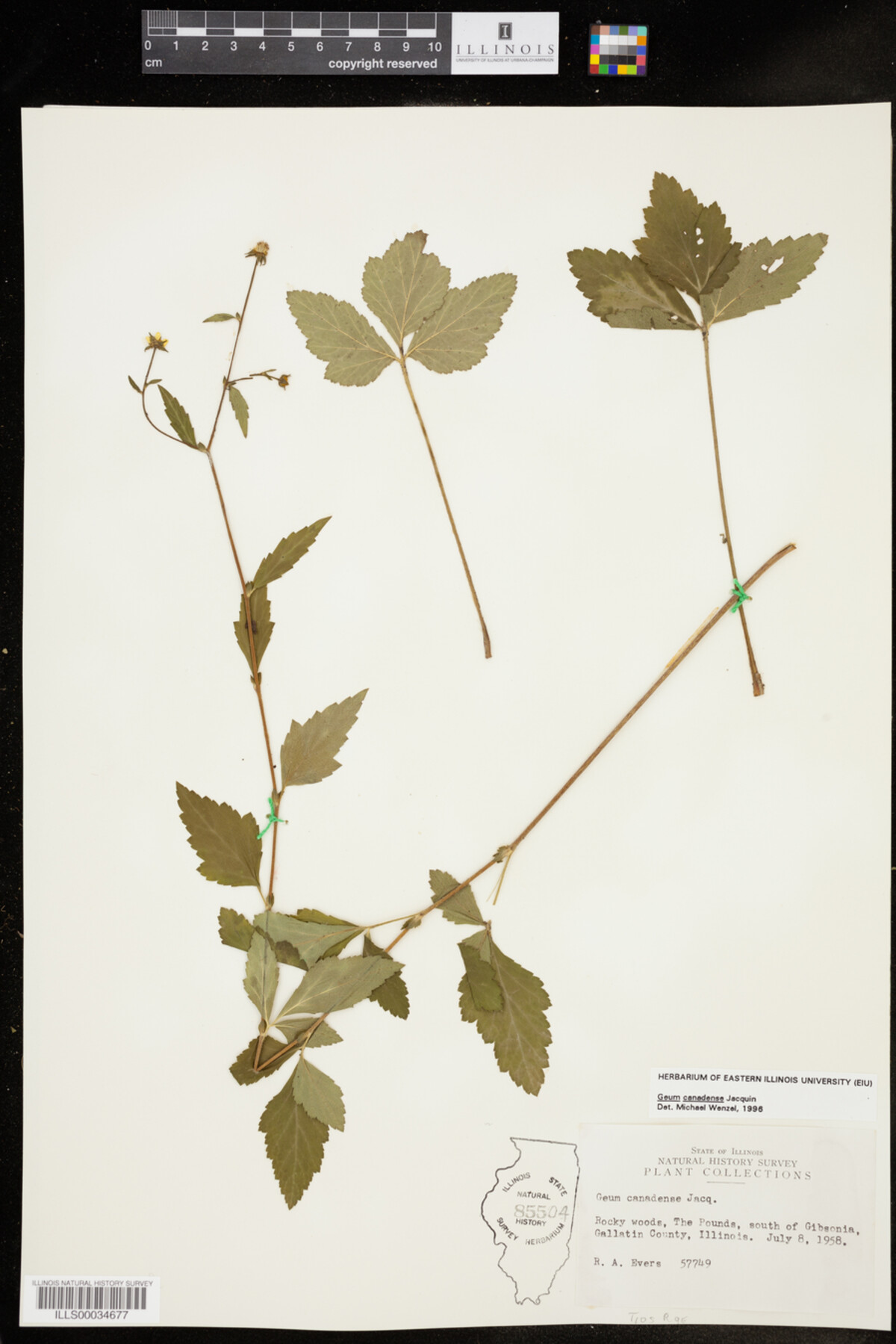 Geum canadense image