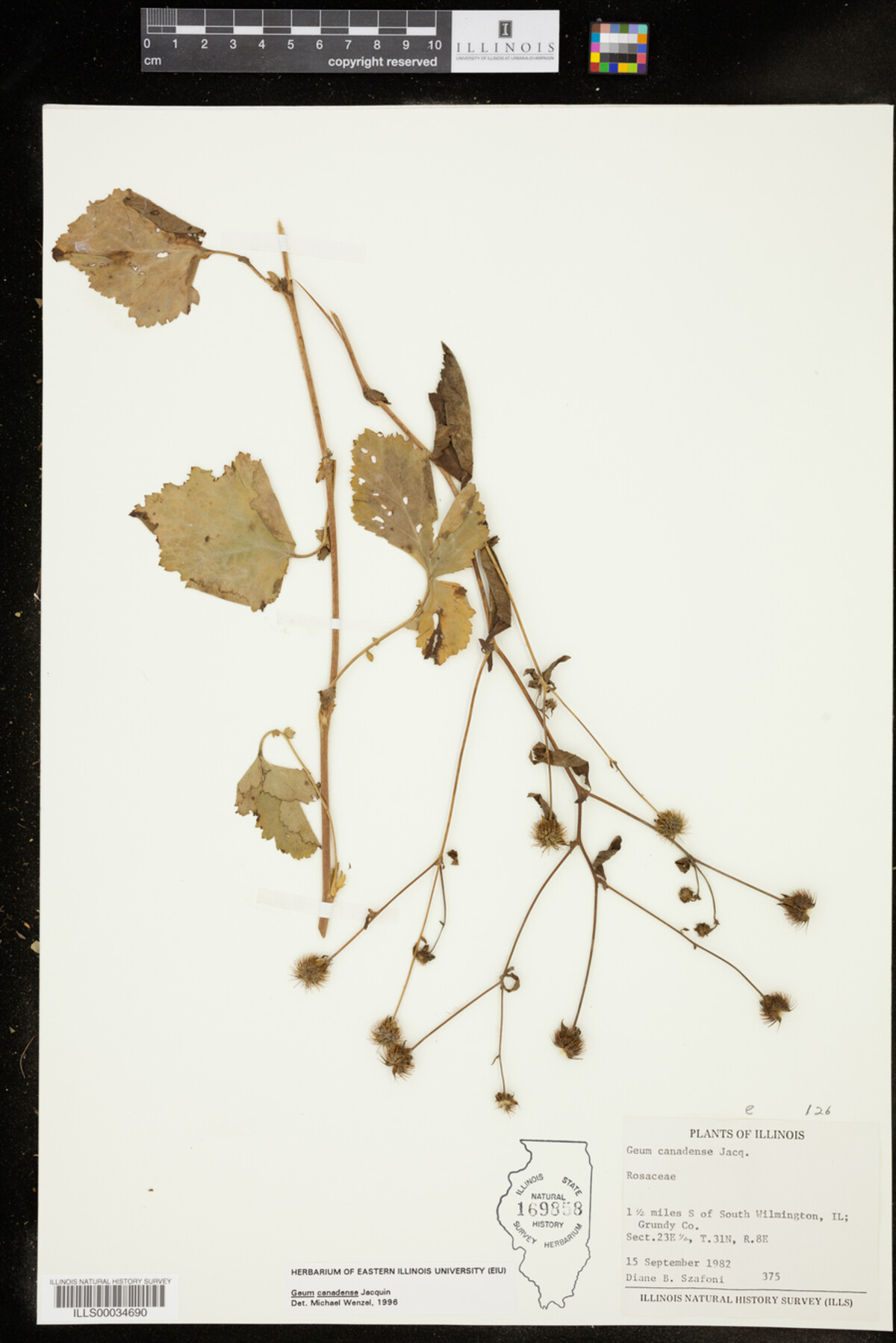 Geum canadense image