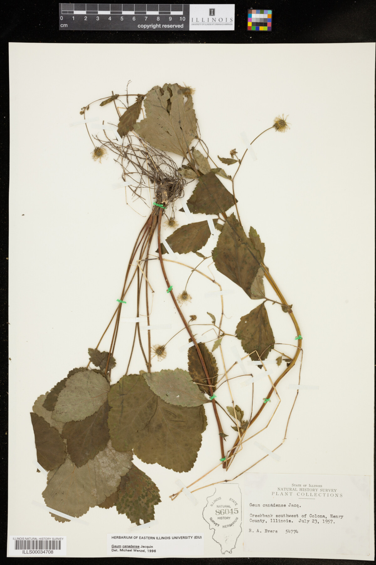 Geum canadense image